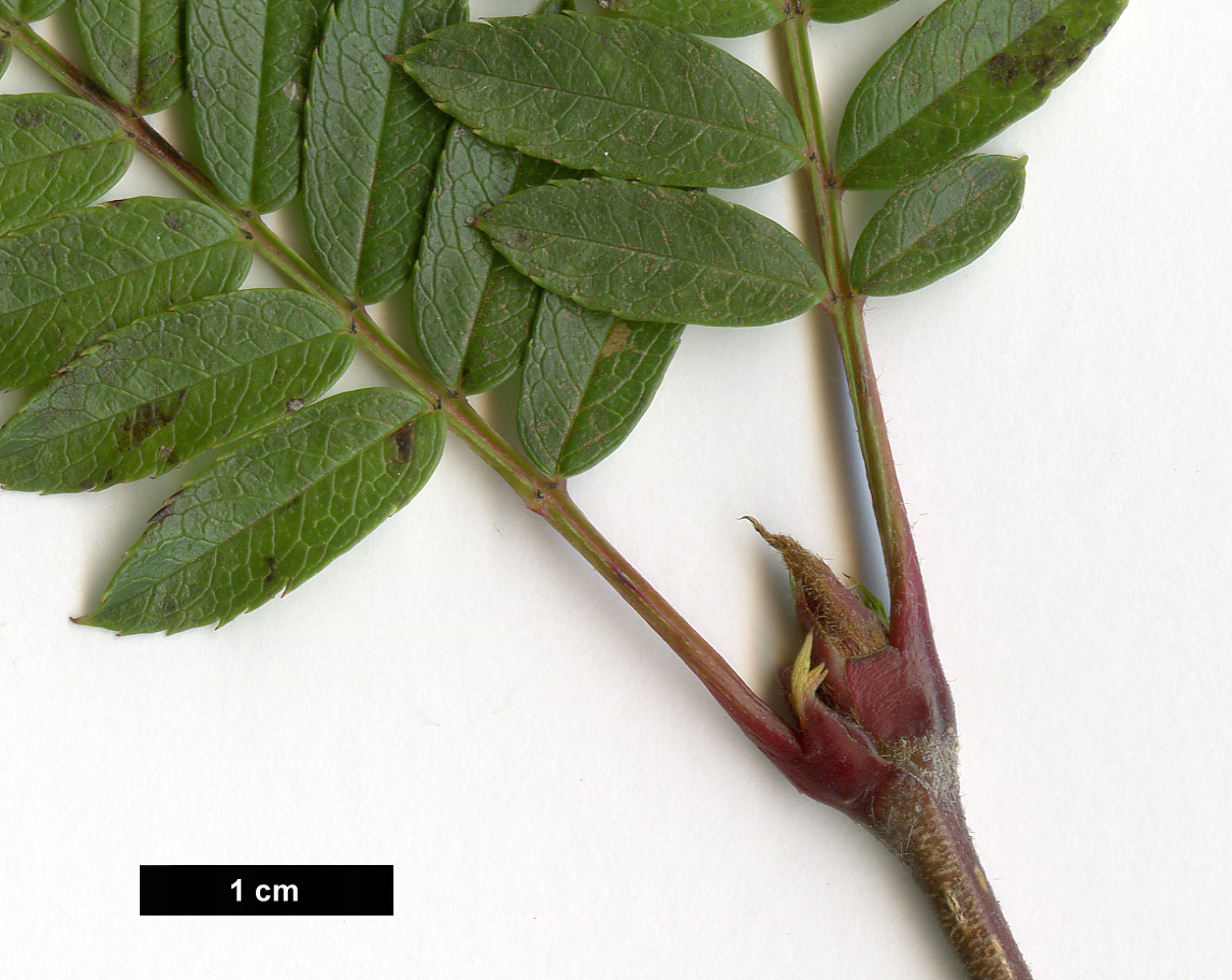High resolution image: Family: Rosaceae - Genus: Sorbus - Taxon: bissetii