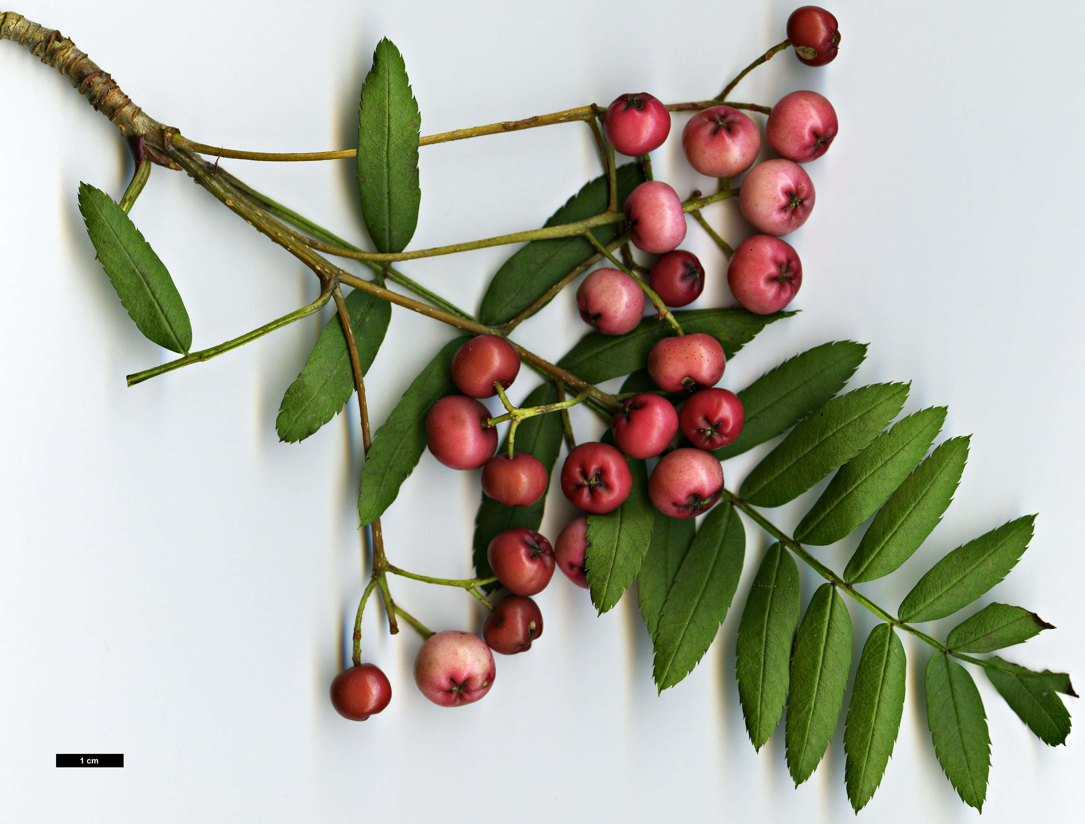 High resolution image: Family: Rosaceae - Genus: Sorbus - Taxon: bissetii High resolution image: Family: Rosaceae - Genus: Sorbus - Taxon: bissetii