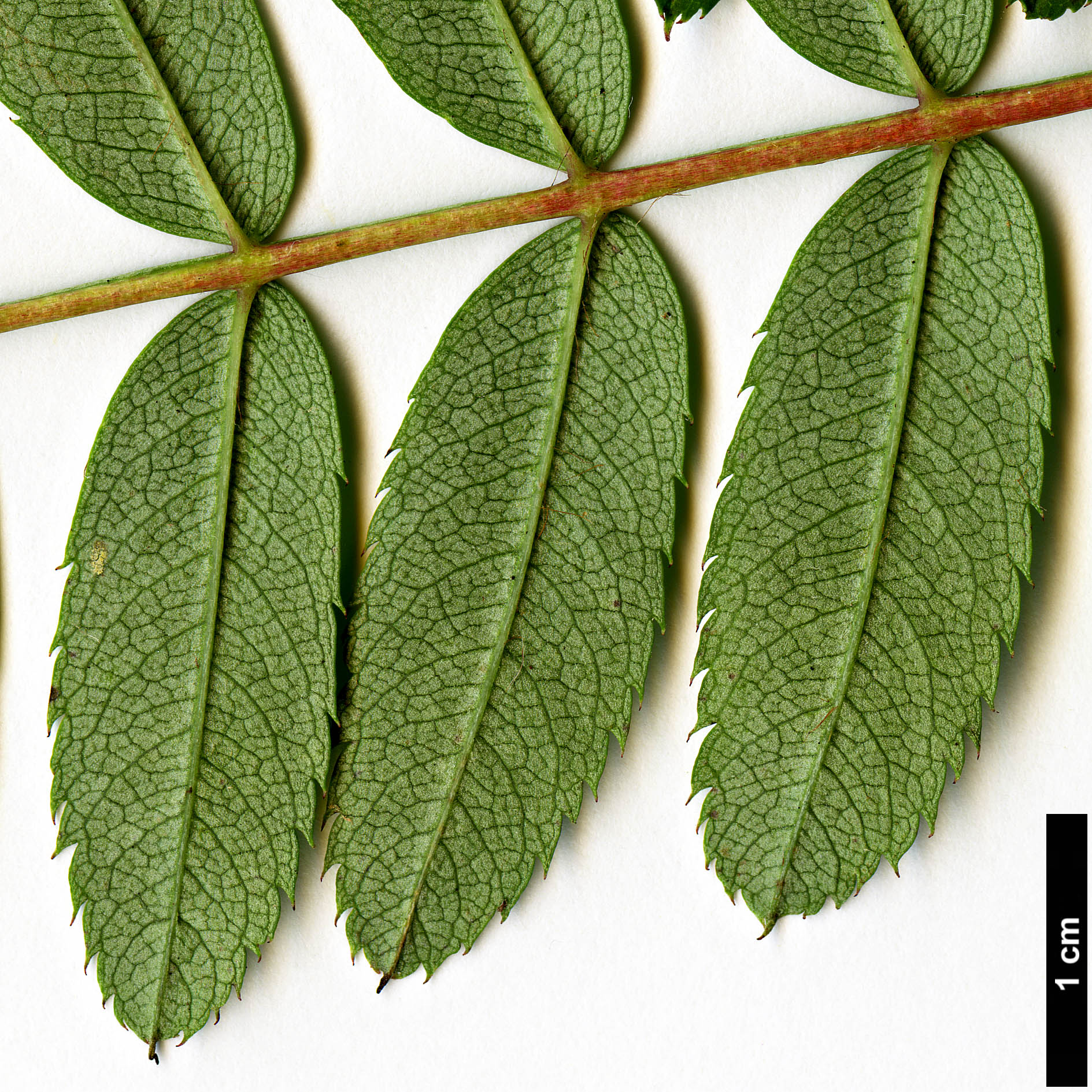 High resolution image: Family: Rosaceae - Genus: Sorbus - Taxon: bissetii