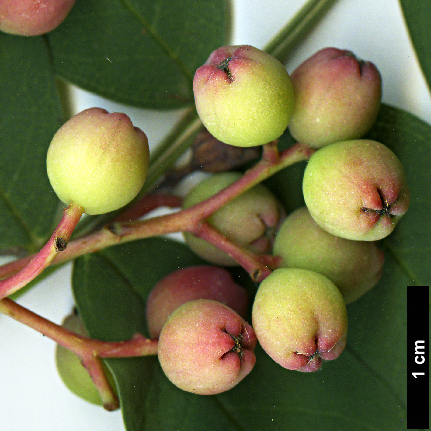 High resolution image: Family: Rosaceae - Genus: Sorbus - Taxon: carmesina High resolution image: Family: Rosaceae - Genus: Sorbus - Taxon: carmesina