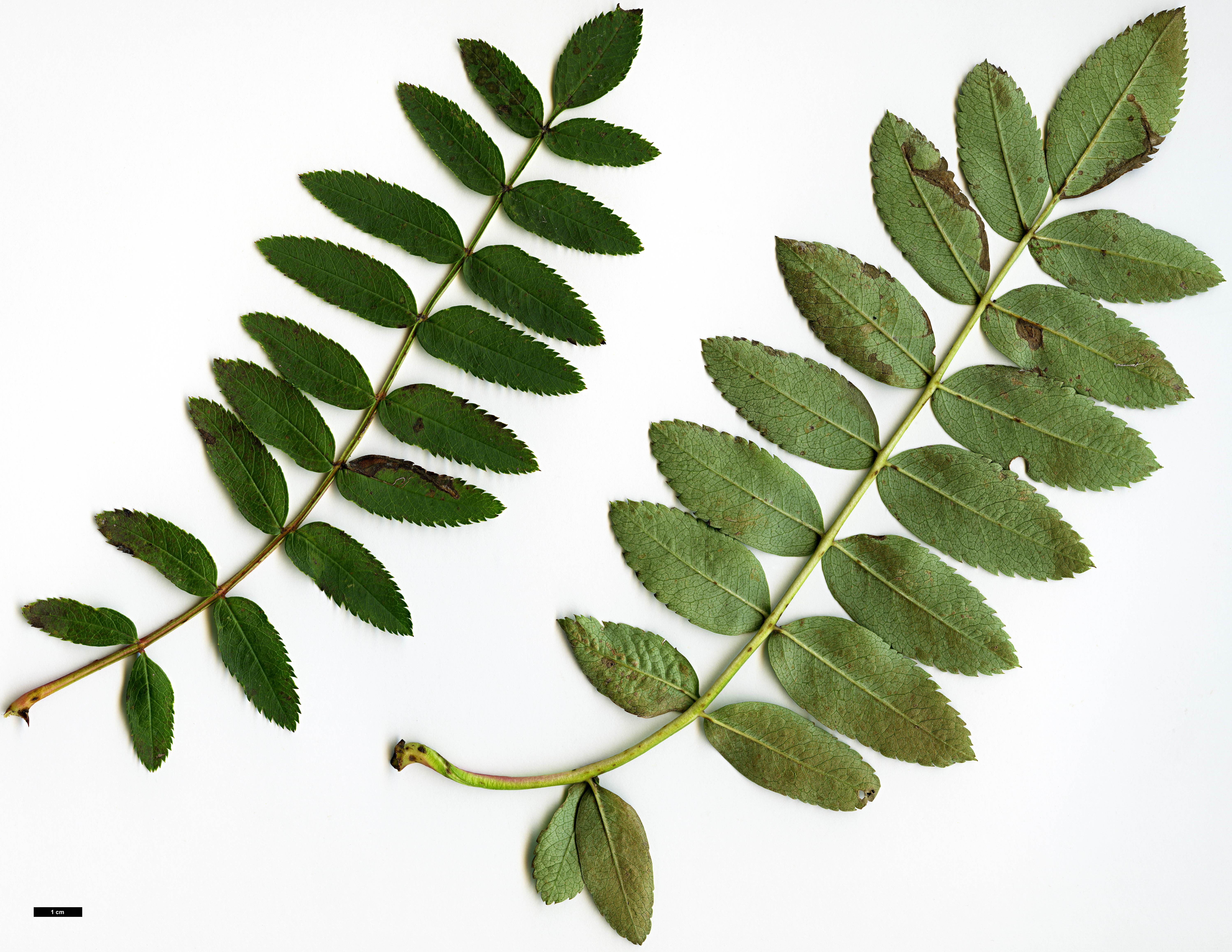 High resolution image: Family: Rosaceae - Genus: Sorbus - Taxon: cashmiriana