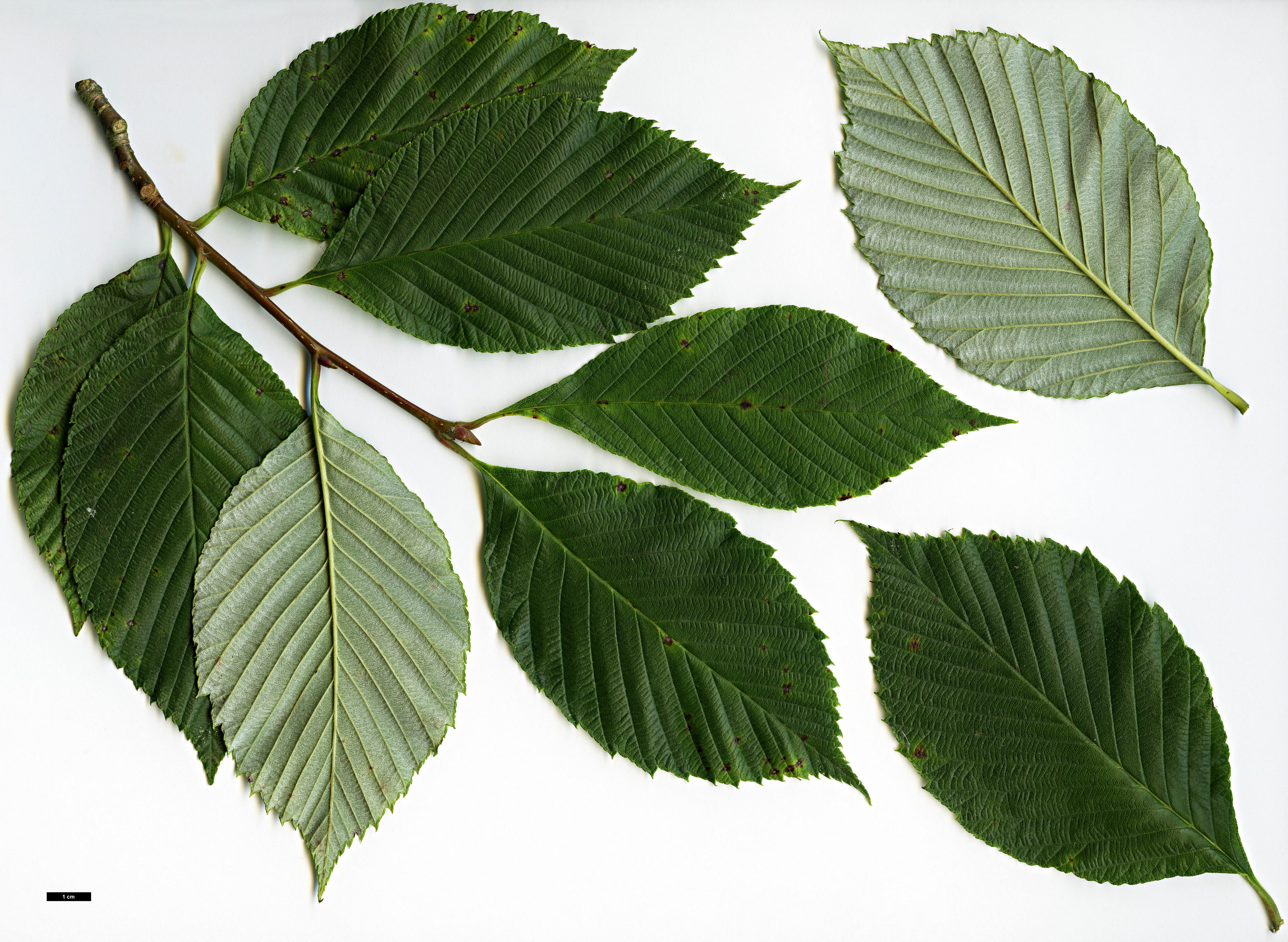 High resolution image: Family: Rosaceae - Genus: Sorbus - Taxon: coronata