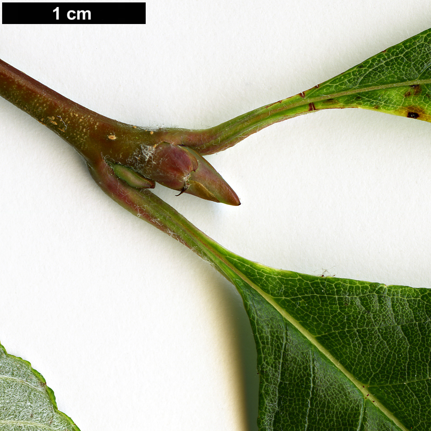 High resolution image: Family: Rosaceae - Genus: Sorbus - Taxon: coronata