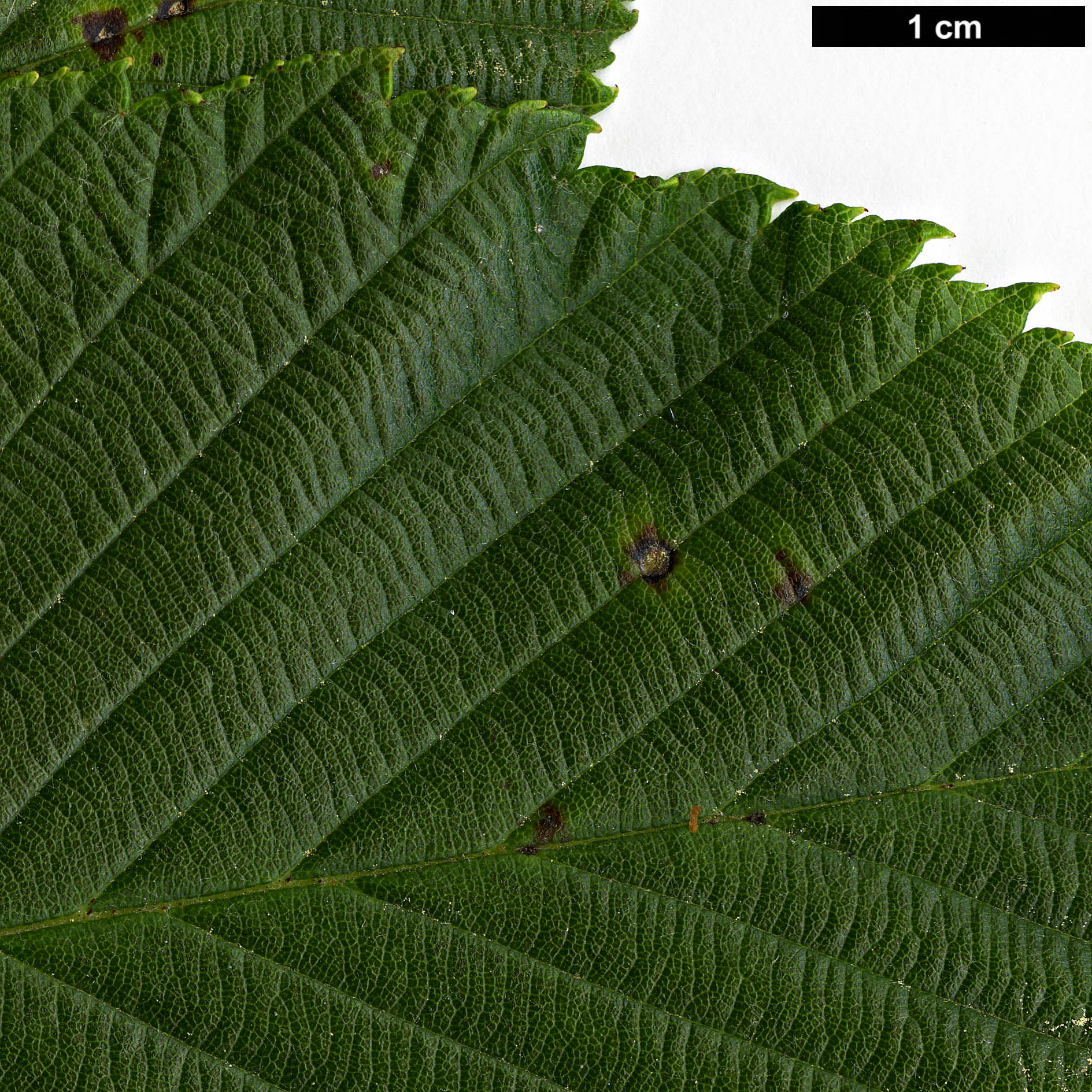 High resolution image: Family: Rosaceae - Genus: Sorbus - Taxon: coronata