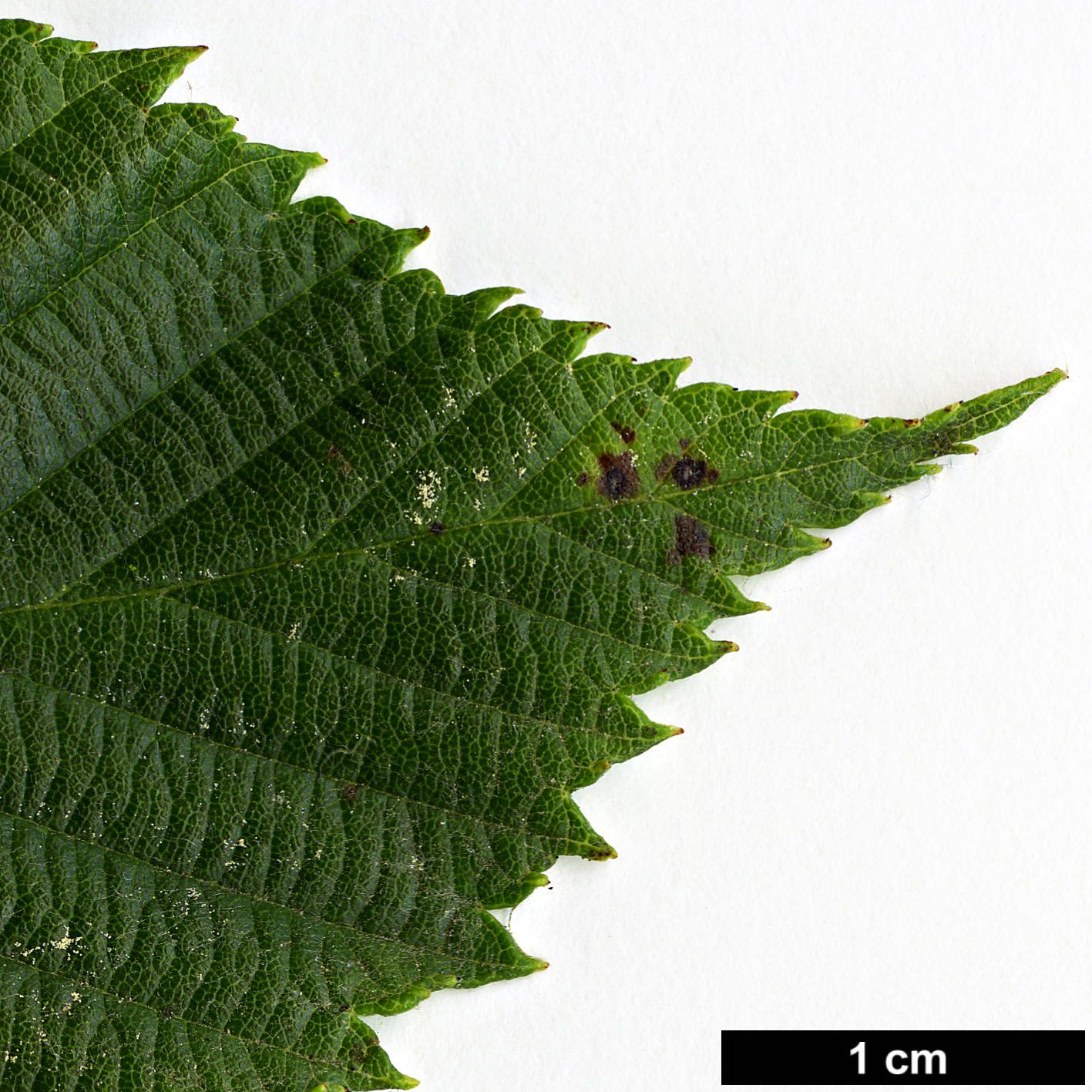 High resolution image: Family: Rosaceae - Genus: Sorbus - Taxon: coronata