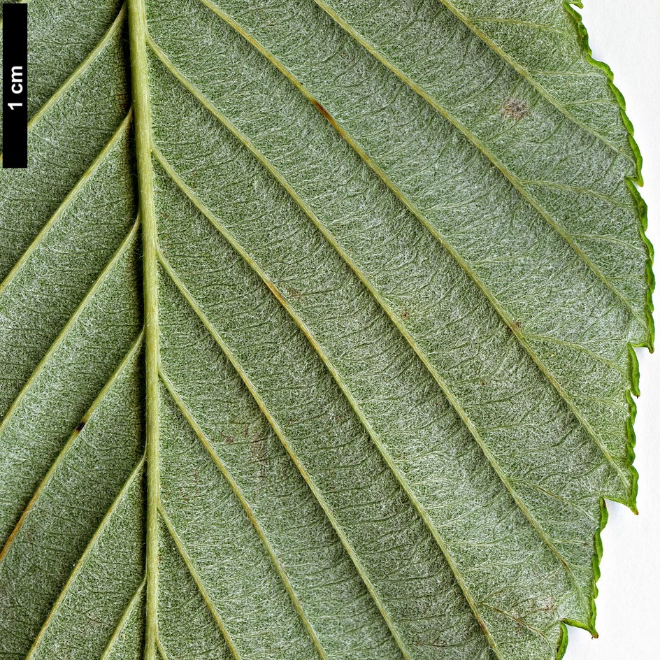 High resolution image: Family: Rosaceae - Genus: Sorbus - Taxon: coronata