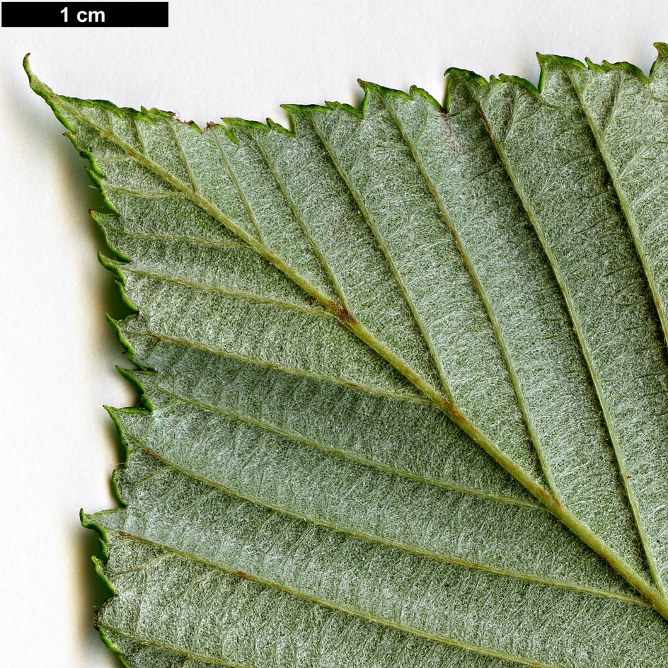 High resolution image: Family: Rosaceae - Genus: Sorbus - Taxon: coronata