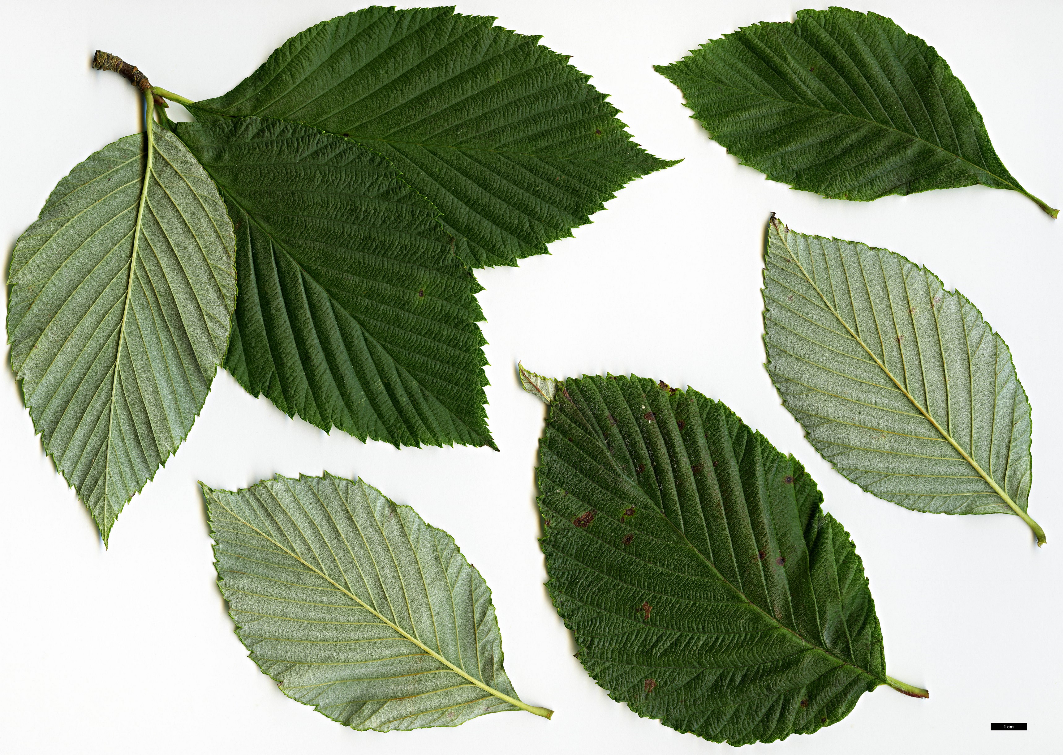 High resolution image: Family: Rosaceae - Genus: Sorbus - Taxon: coronata