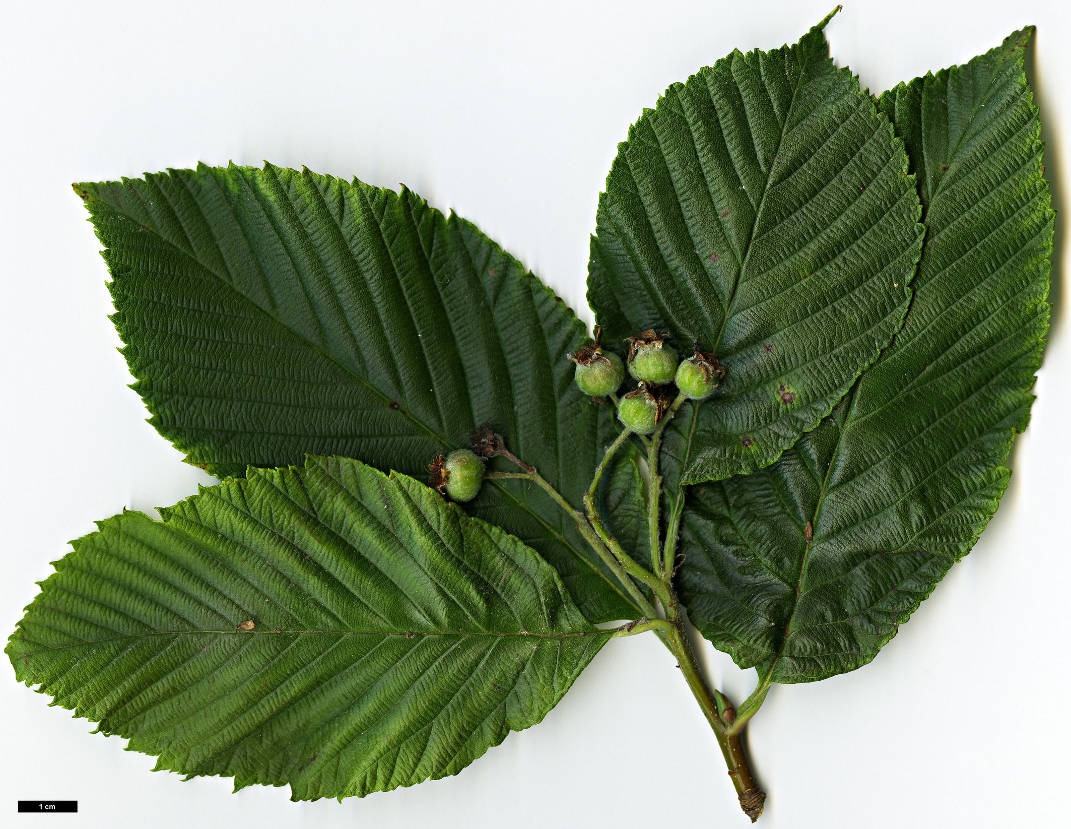 High resolution image: Family: Rosaceae - Genus: Sorbus - Taxon: coronata