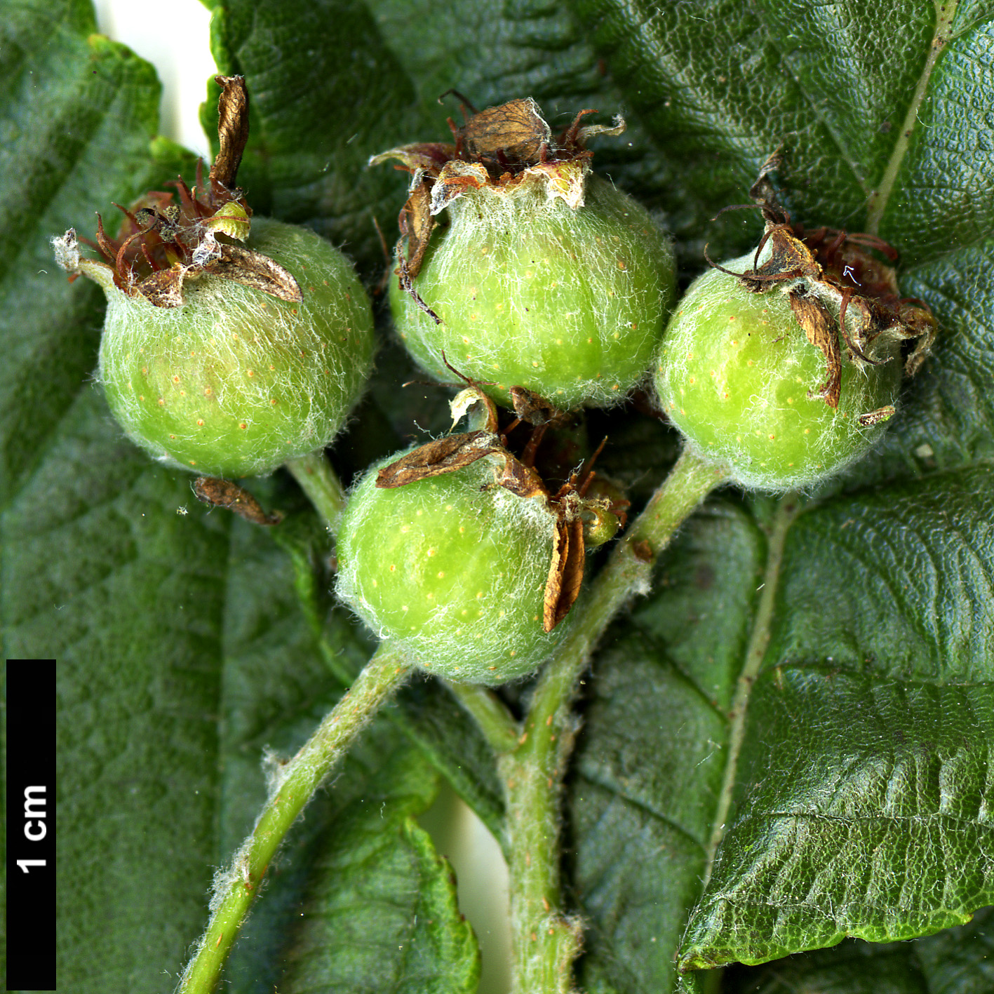 High resolution image: Family: Rosaceae - Genus: Sorbus - Taxon: coronata