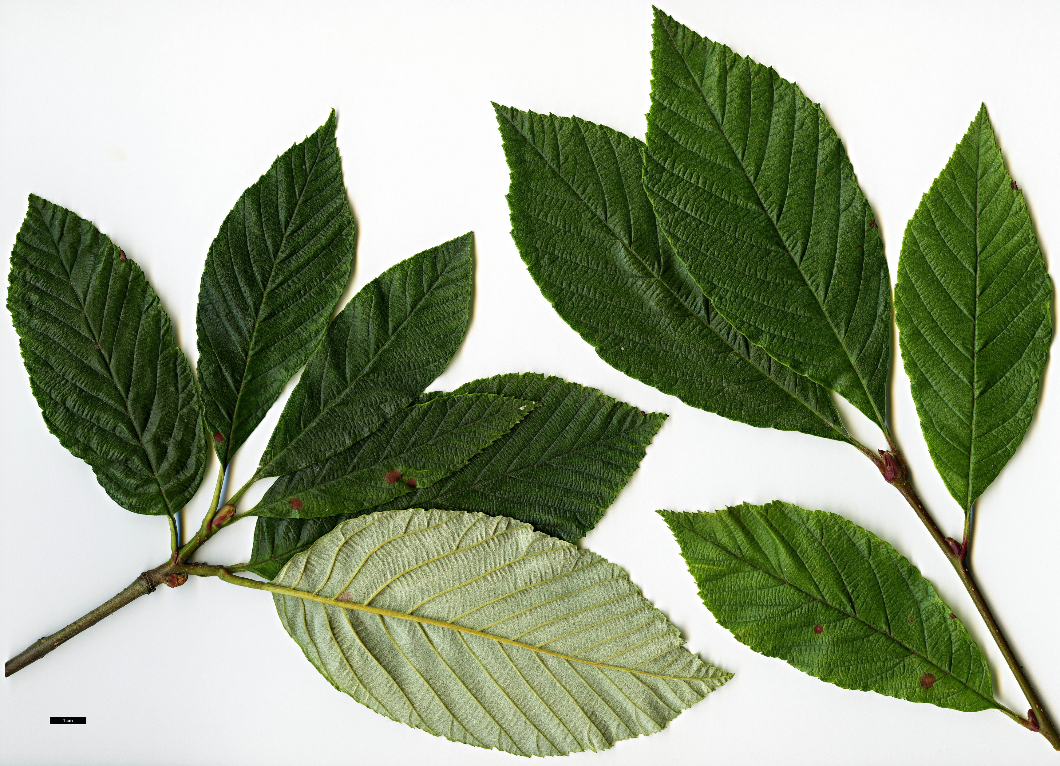 High resolution image: Family: Rosaceae - Genus: Sorbus - Taxon: coronata