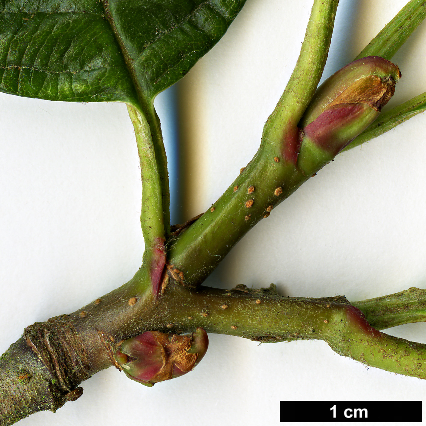 High resolution image: Family: Rosaceae - Genus: Sorbus - Taxon: coronata