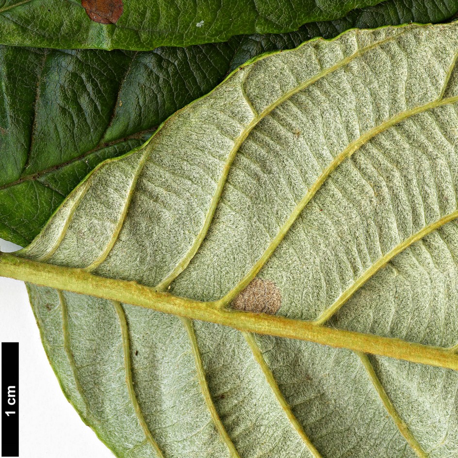 High resolution image: Family: Rosaceae - Genus: Sorbus - Taxon: coronata