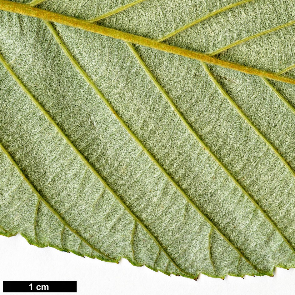 High resolution image: Family: Rosaceae - Genus: Sorbus - Taxon: coronata