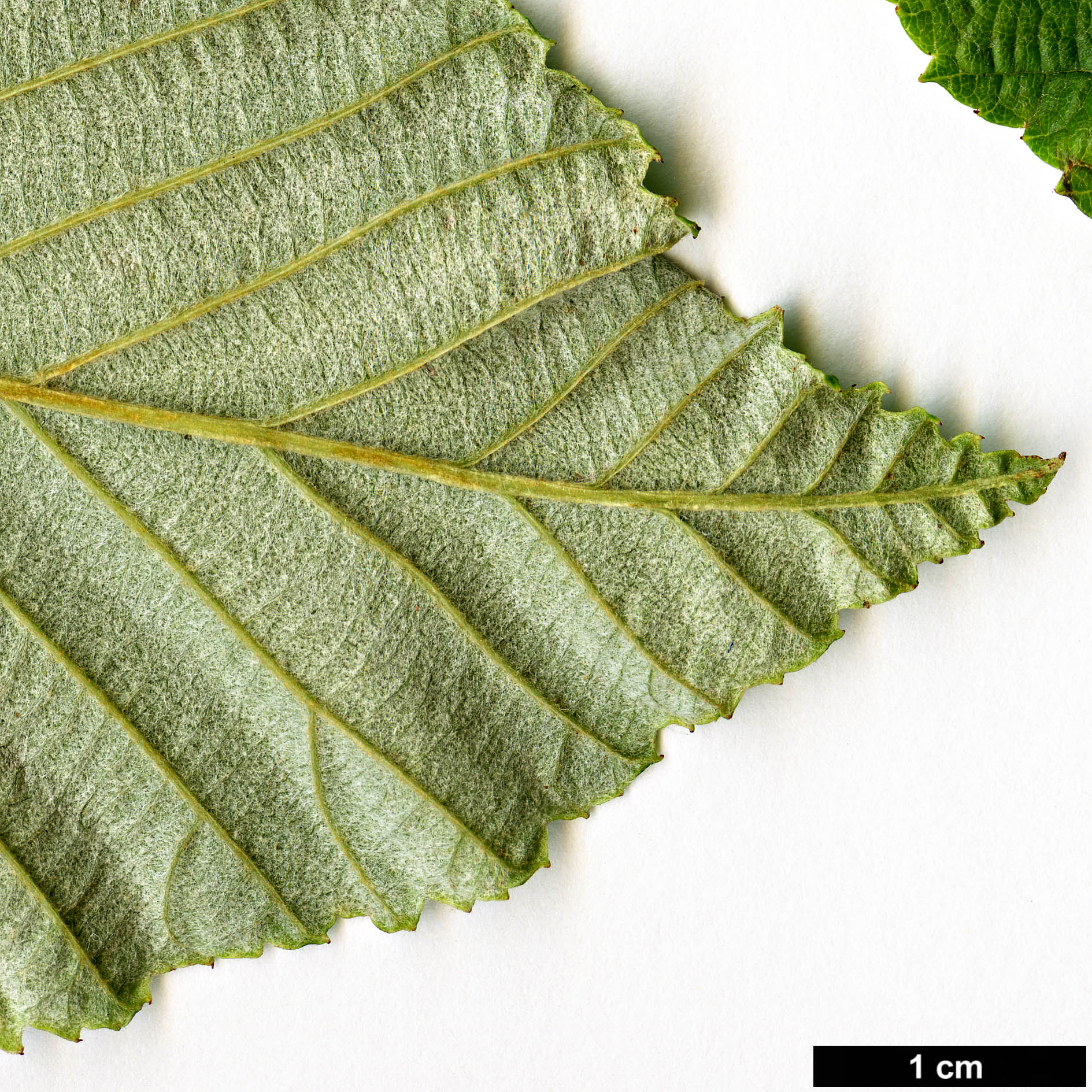 High resolution image: Family: Rosaceae - Genus: Sorbus - Taxon: coronata