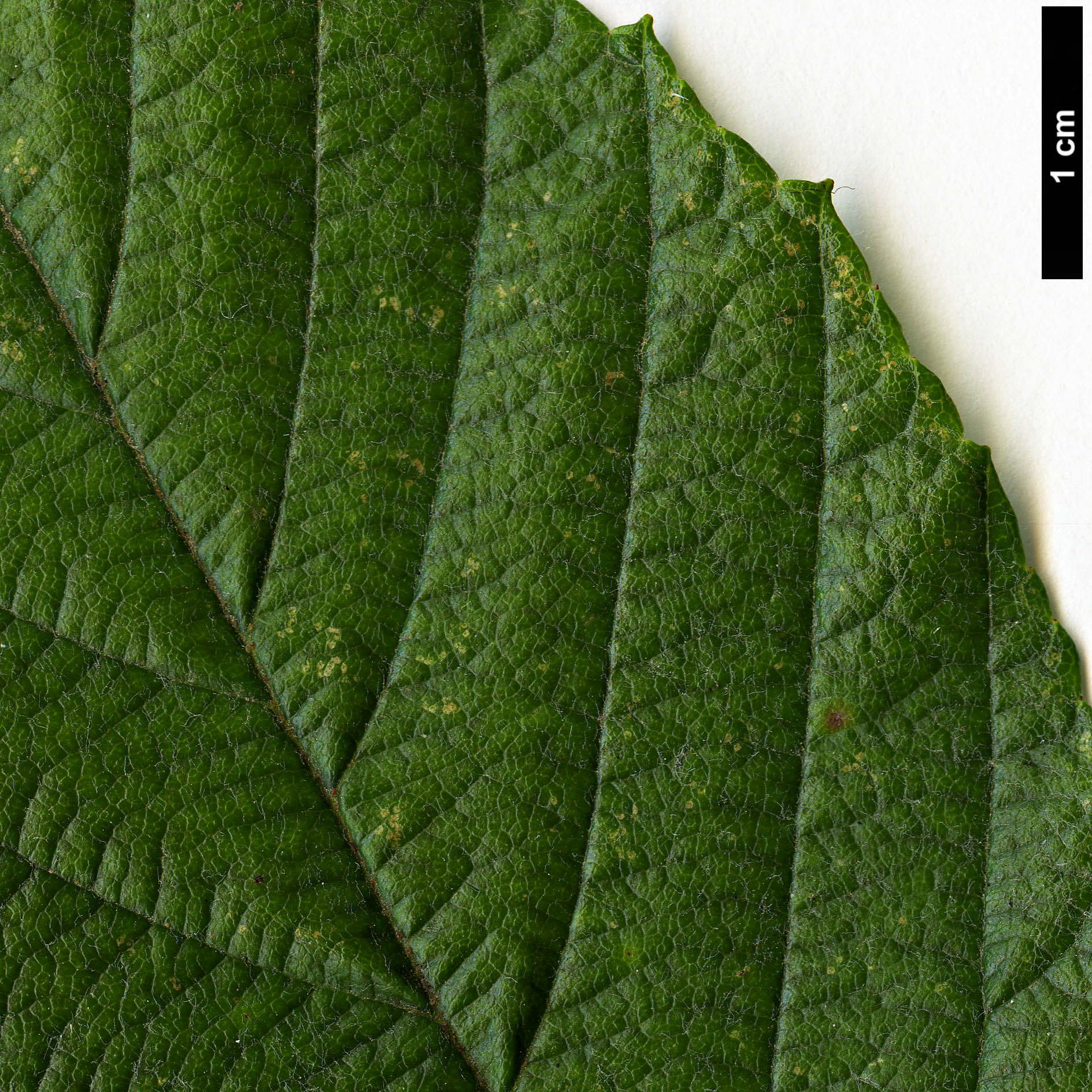 High resolution image: Family: Rosaceae - Genus: Sorbus - Taxon: coronata