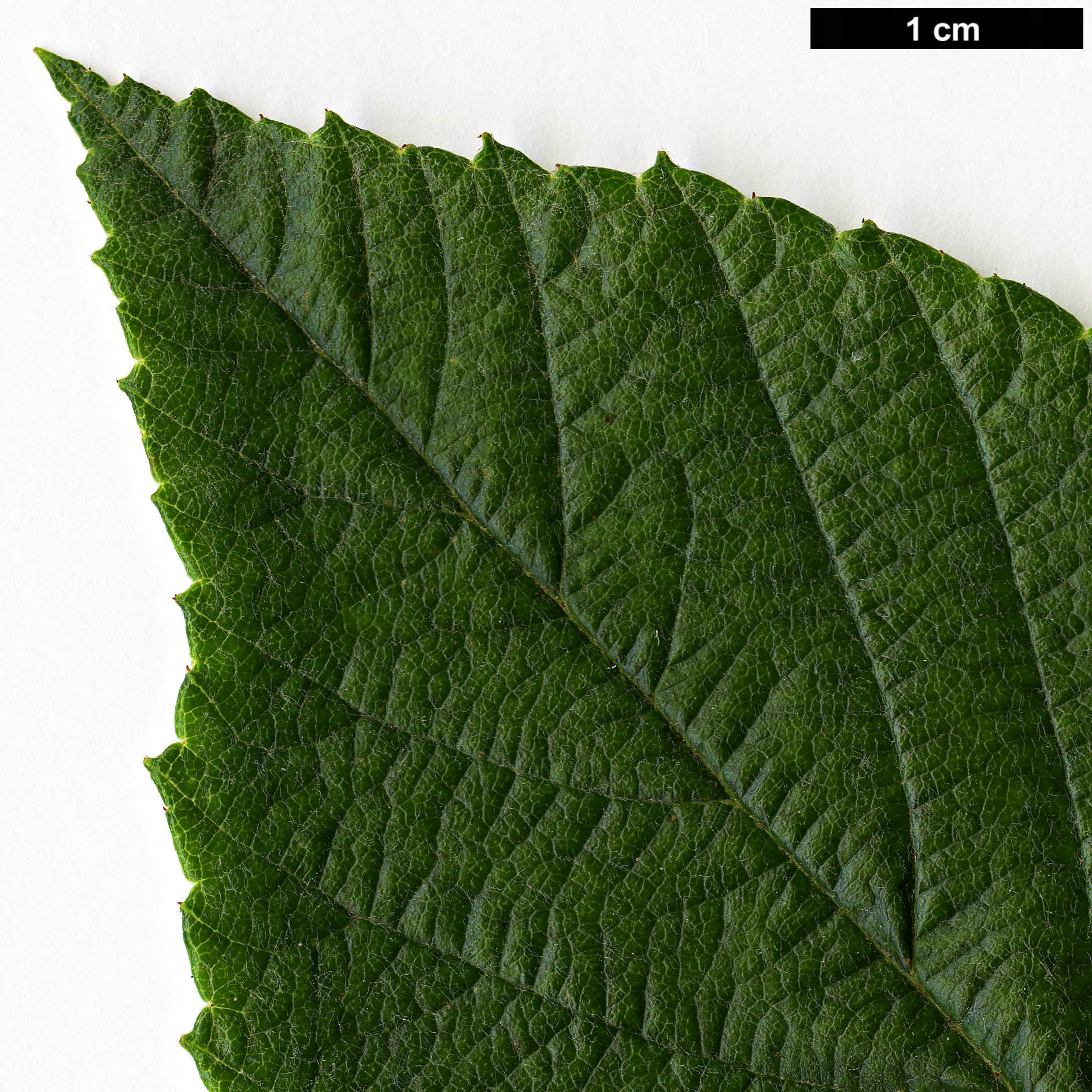 High resolution image: Family: Rosaceae - Genus: Sorbus - Taxon: coronata