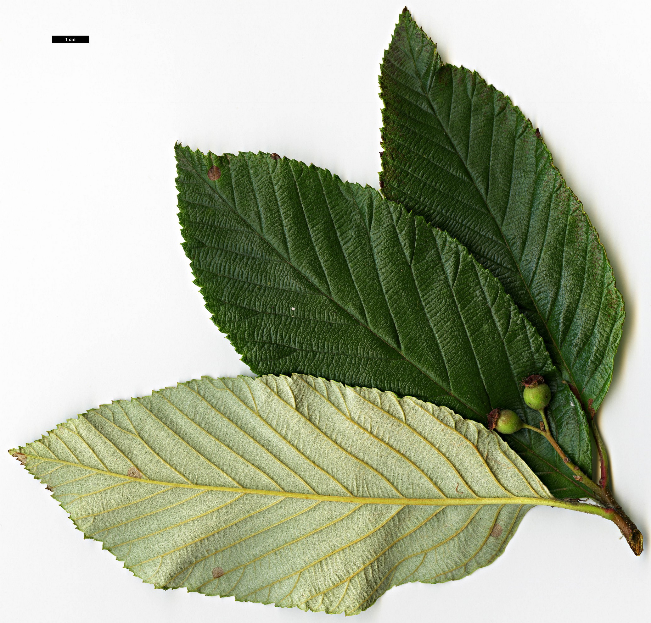 High resolution image: Family: Rosaceae - Genus: Sorbus - Taxon: coronata