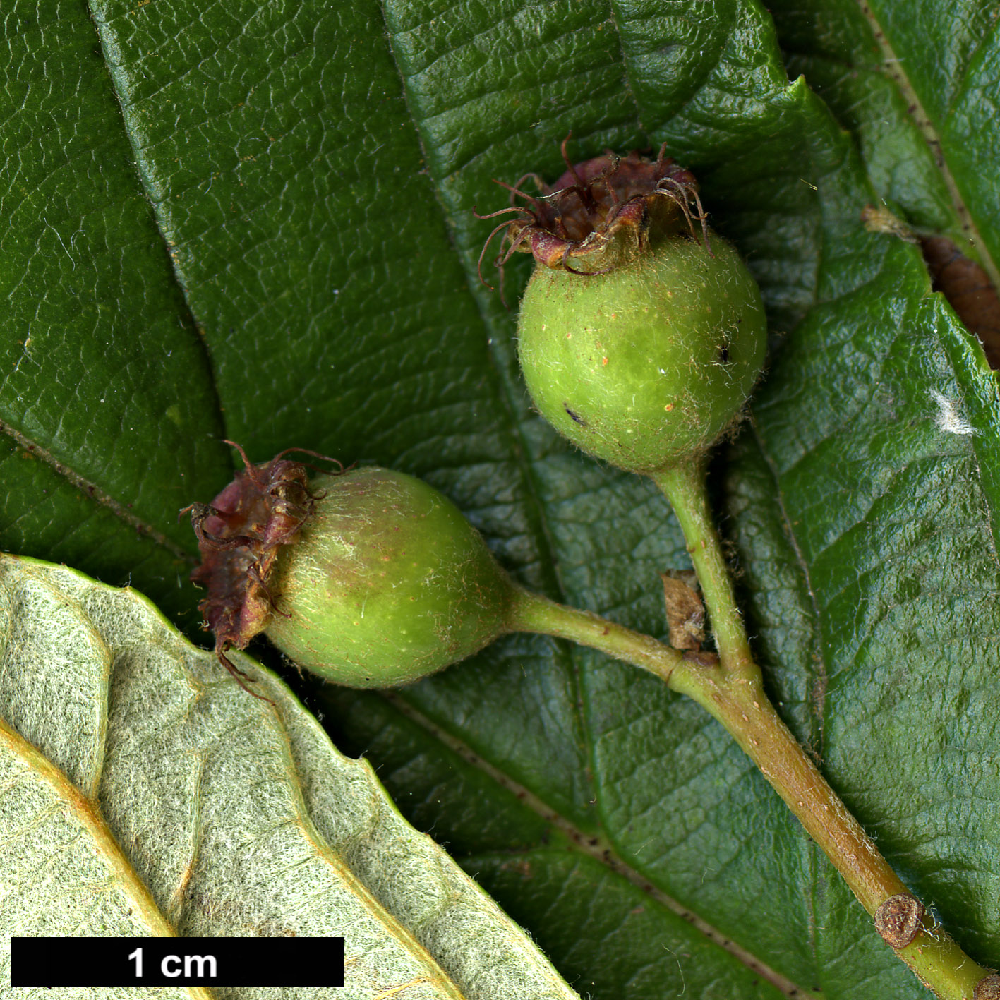 High resolution image: Family: Rosaceae - Genus: Sorbus - Taxon: coronata