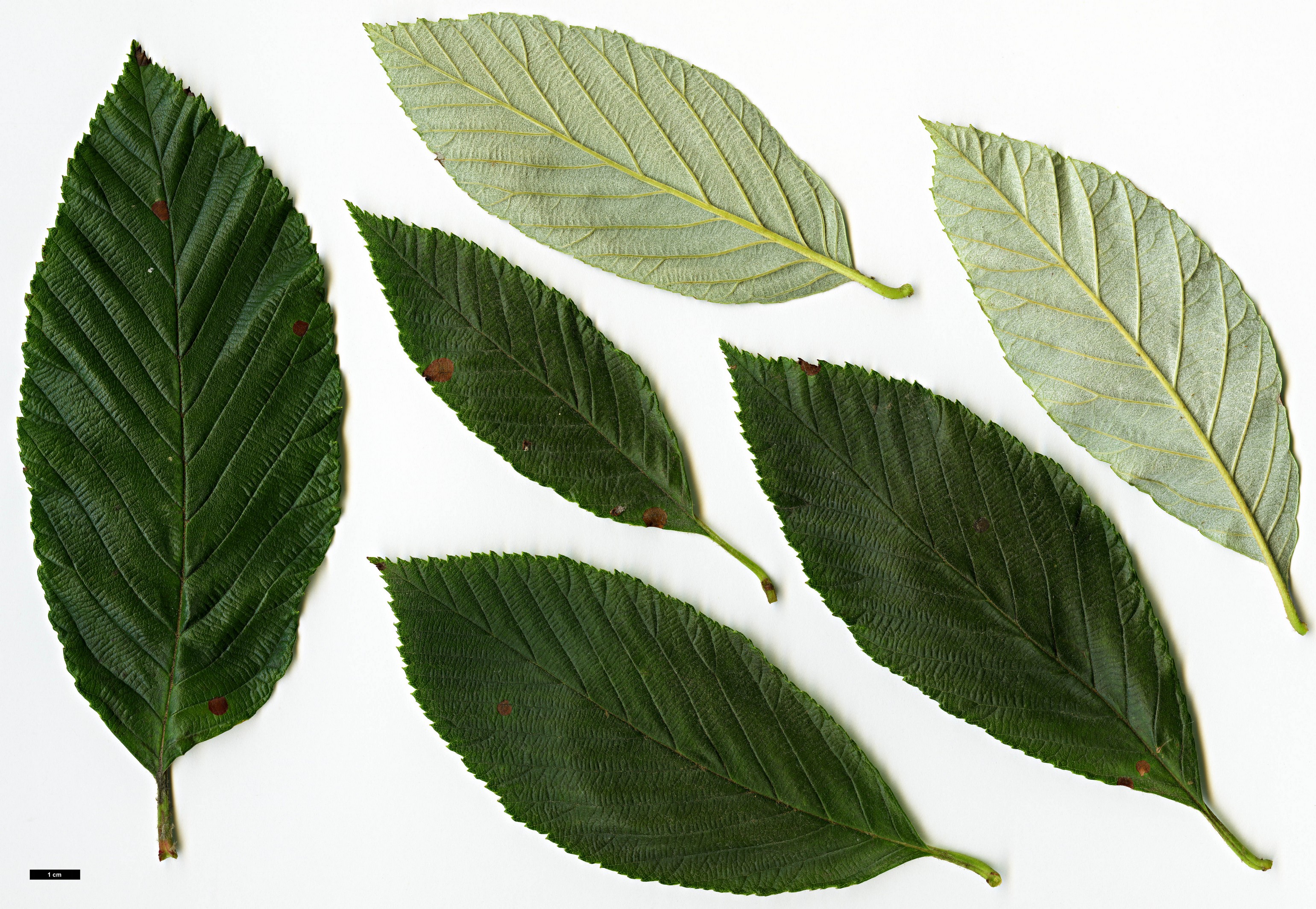 High resolution image: Family: Rosaceae - Genus: Sorbus - Taxon: coronata