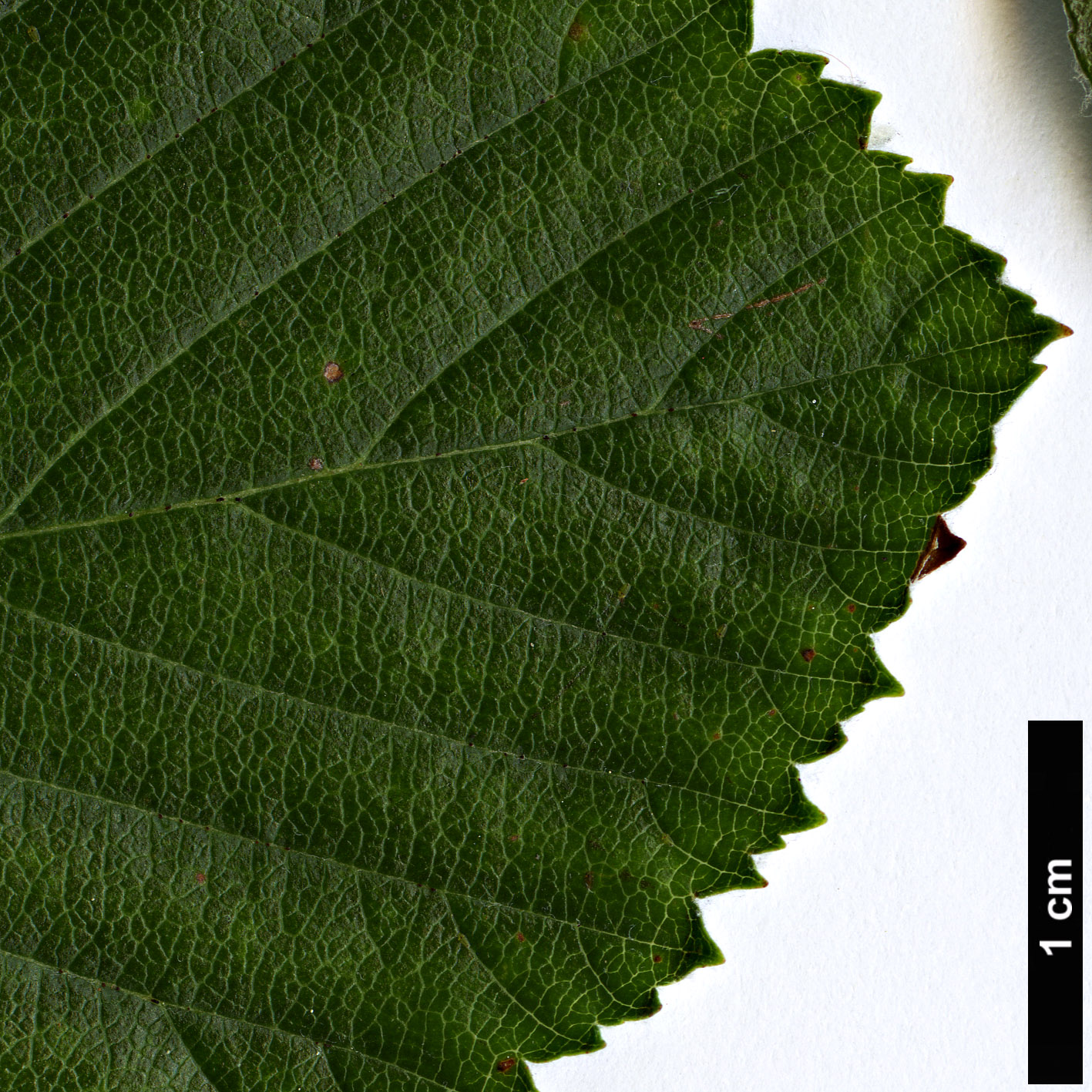 High resolution image: Family: Rosaceae - Genus: Sorbus - Taxon: danubialis