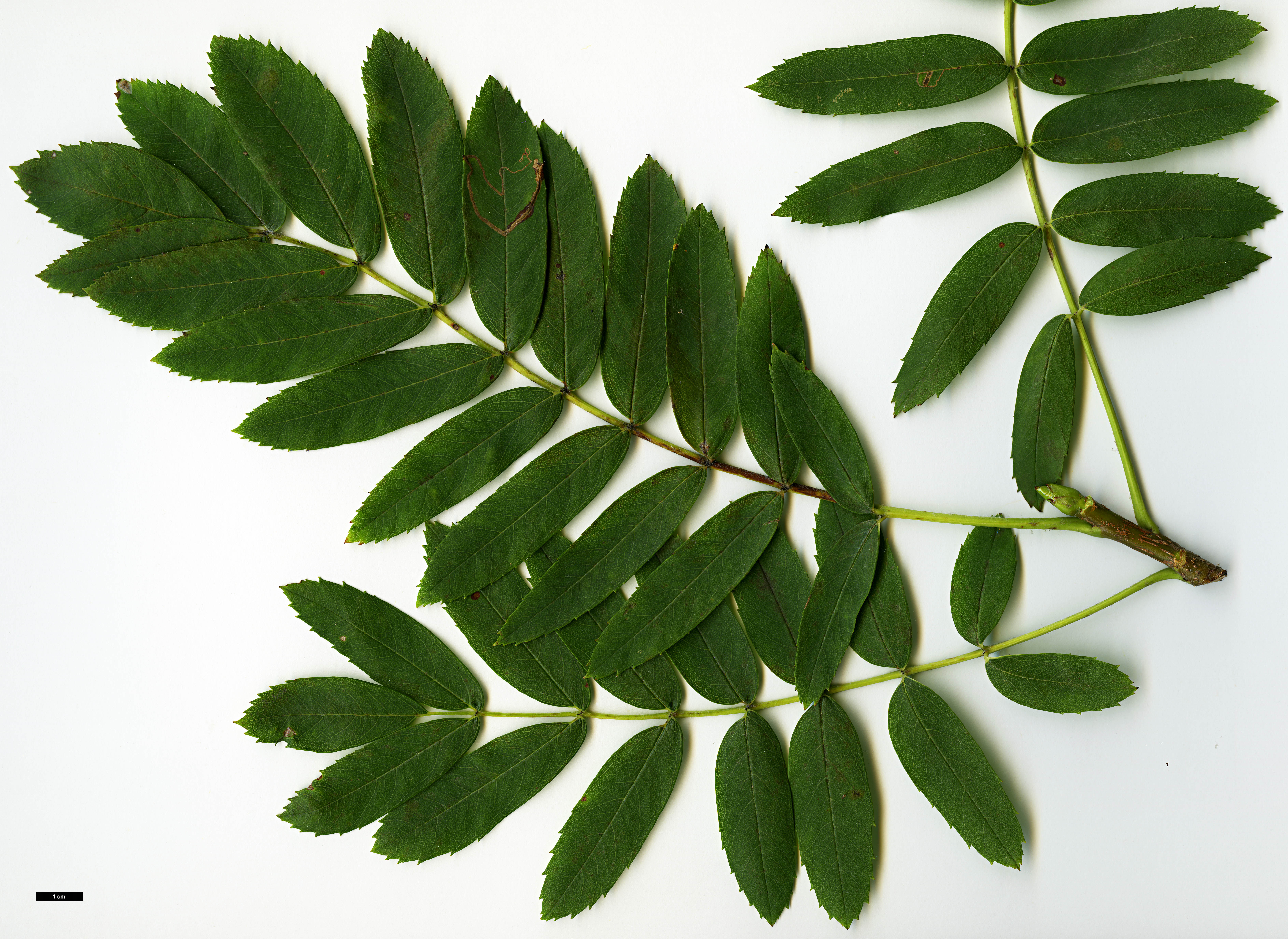 High resolution image: Family: Rosaceae - Genus: Sorbus - Taxon: domestica