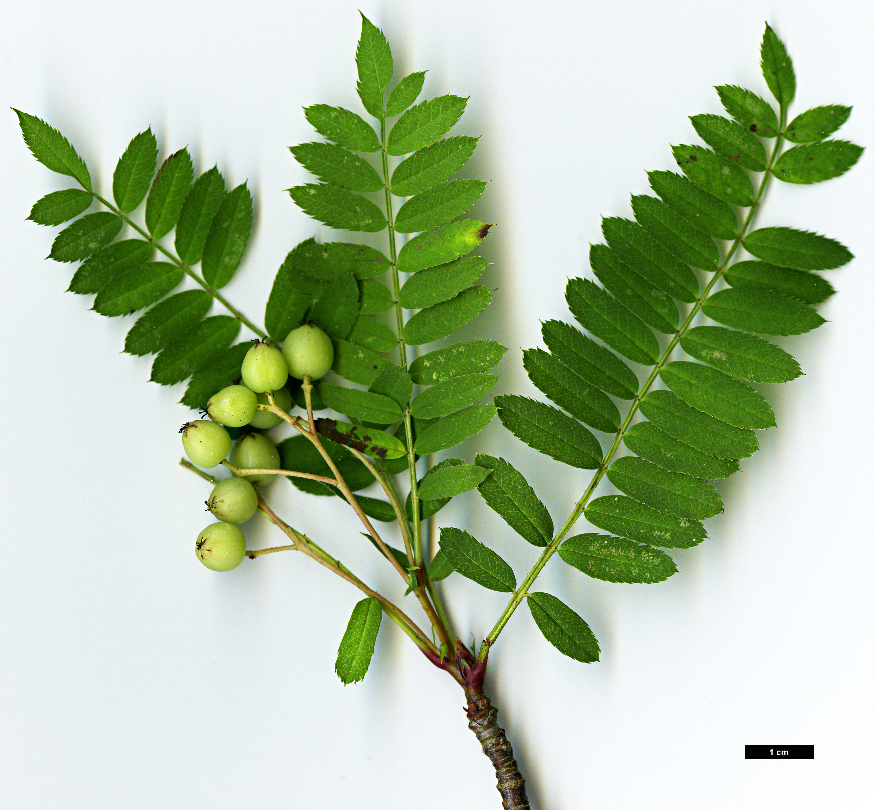 High resolution image: Family: Rosaceae - Genus: Sorbus - Taxon: eburnea High resolution image: Family: Rosaceae - Genus: Sorbus - Taxon: eburnea