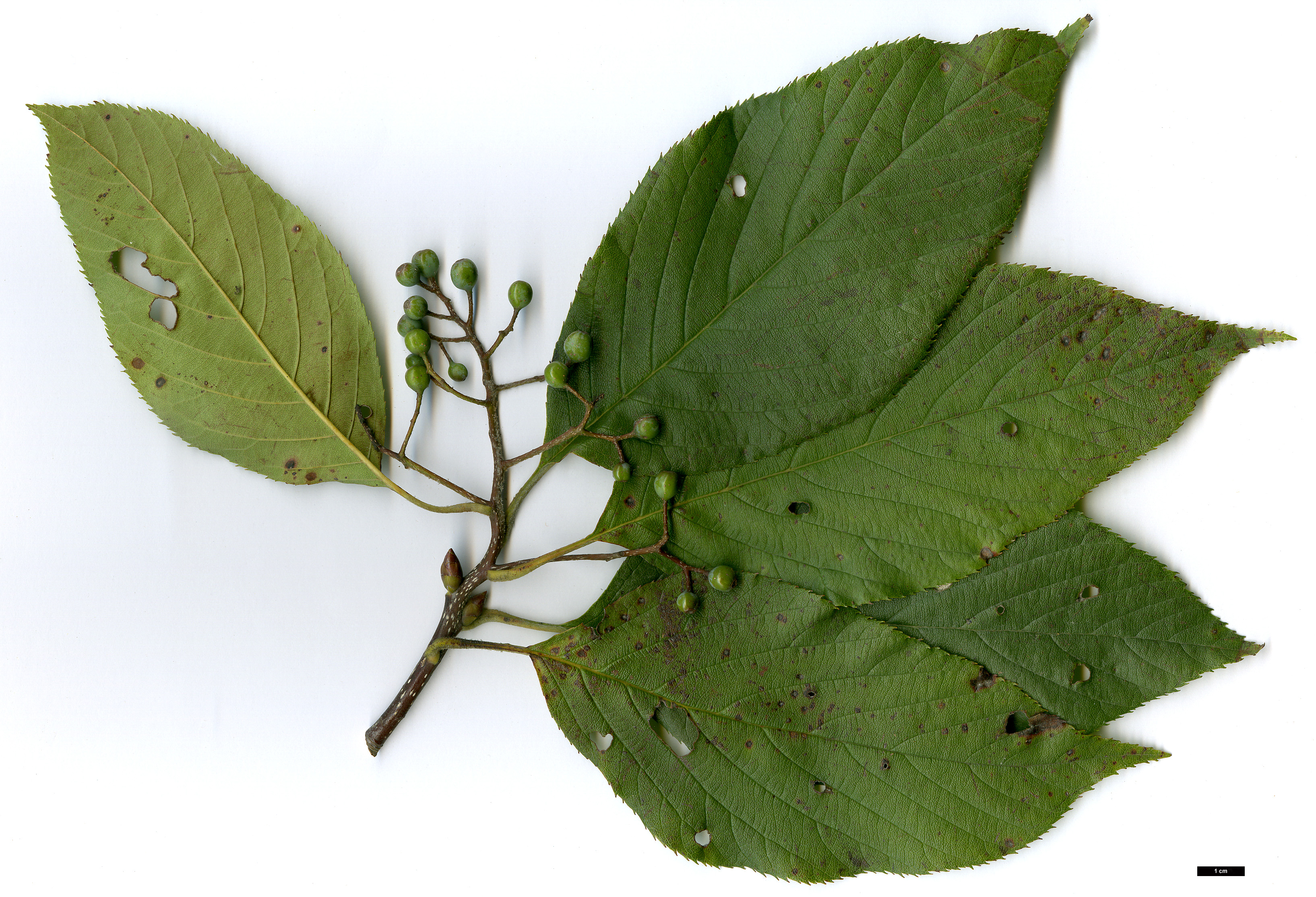 High resolution image: Family: Rosaceae - Genus: Sorbus - Taxon: epidendron High resolution image: Family: Rosaceae - Genus: Sorbus - Taxon: epidendron