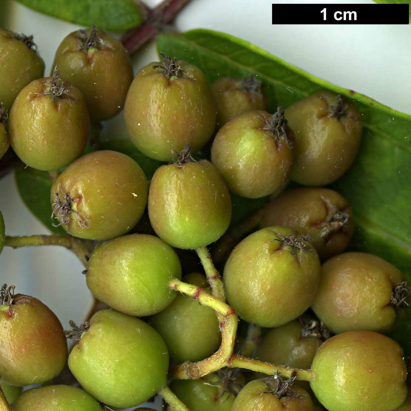 High resolution image: Family: Rosaceae - Genus: Sorbus - Taxon: esserteauiana