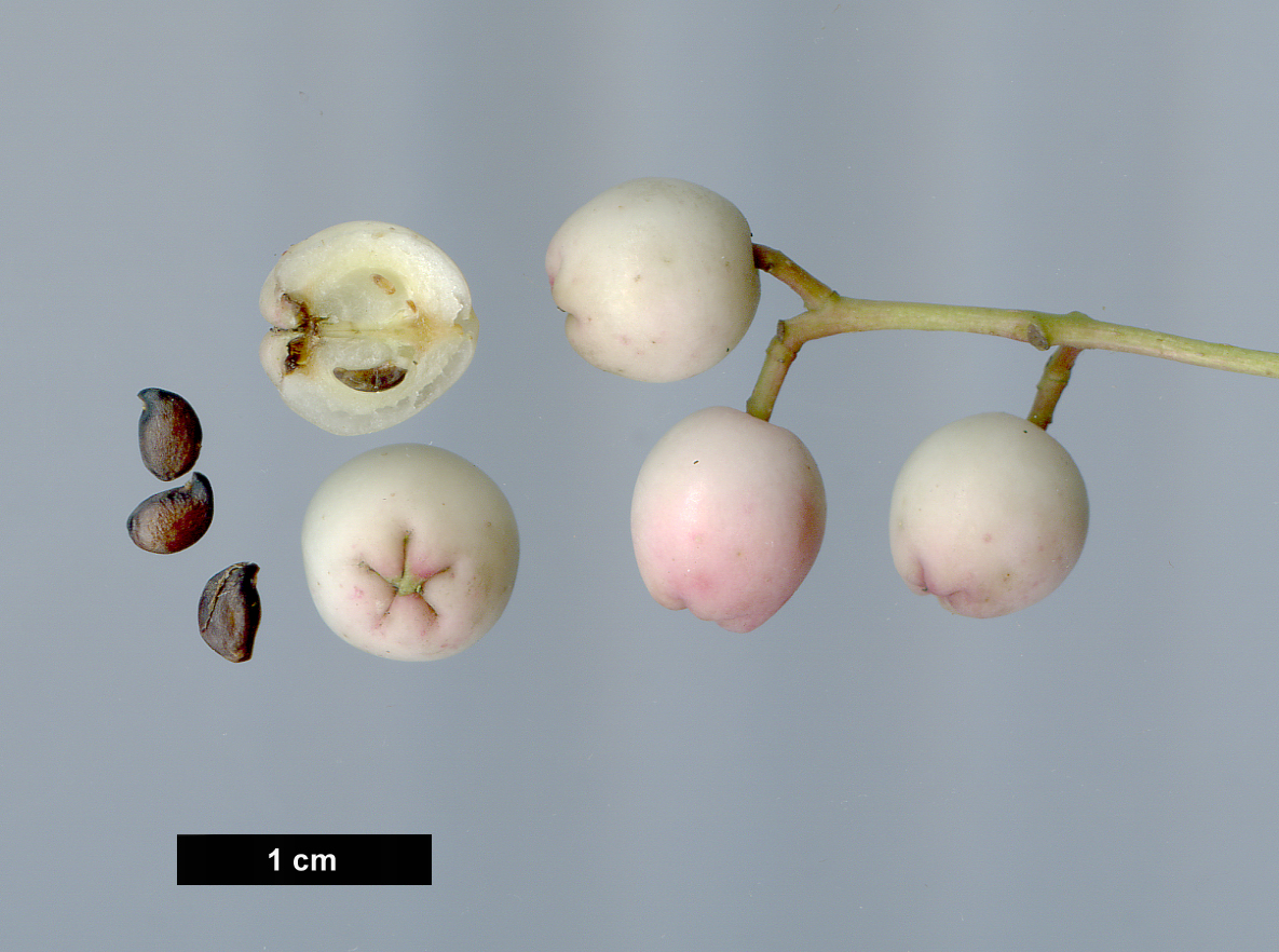 High resolution image: Family: Rosaceae - Genus: Sorbus - Taxon: glabriuscula High resolution image: Family: Rosaceae - Genus: Sorbus - Taxon: glabriuscula
