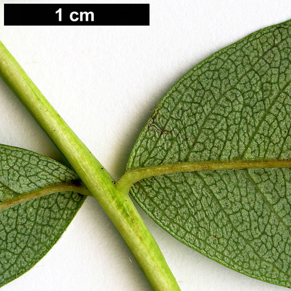 High resolution image: Family: Rosaceae - Genus: Sorbus - Taxon: glabriuscula