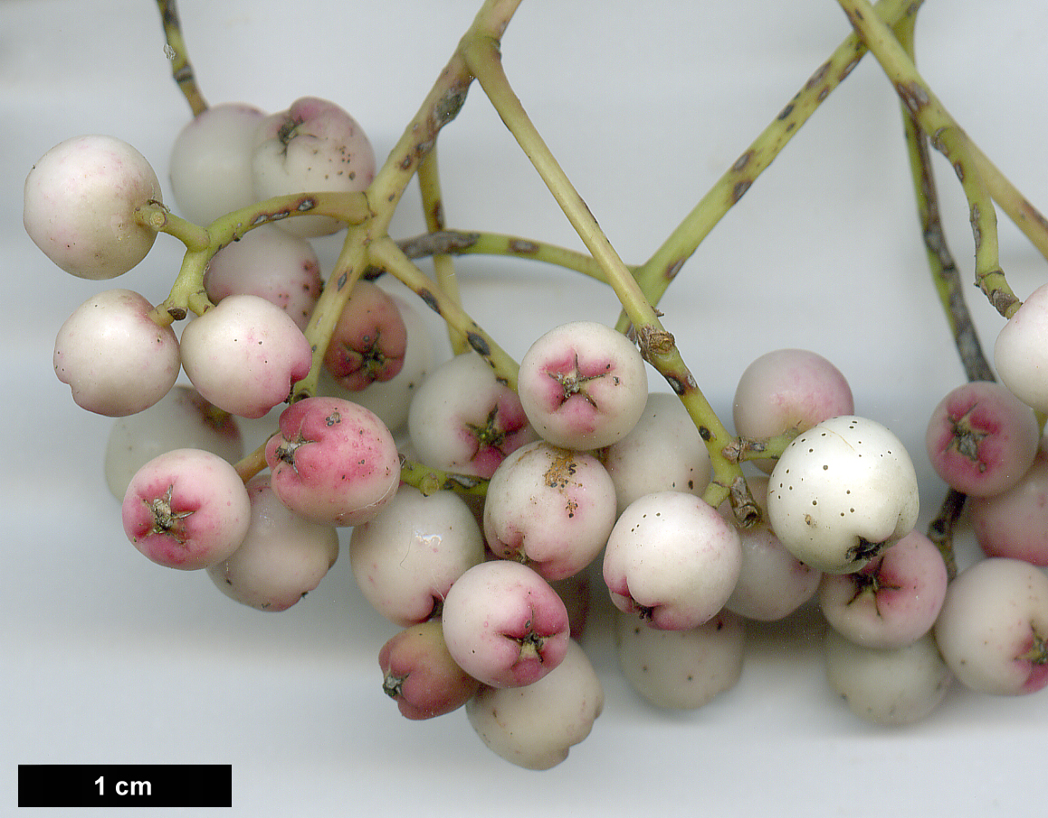 High resolution image: Family: Rosaceae - Genus: Sorbus - Taxon: glabriuscula High resolution image: Family: Rosaceae - Genus: Sorbus - Taxon: glabriuscula