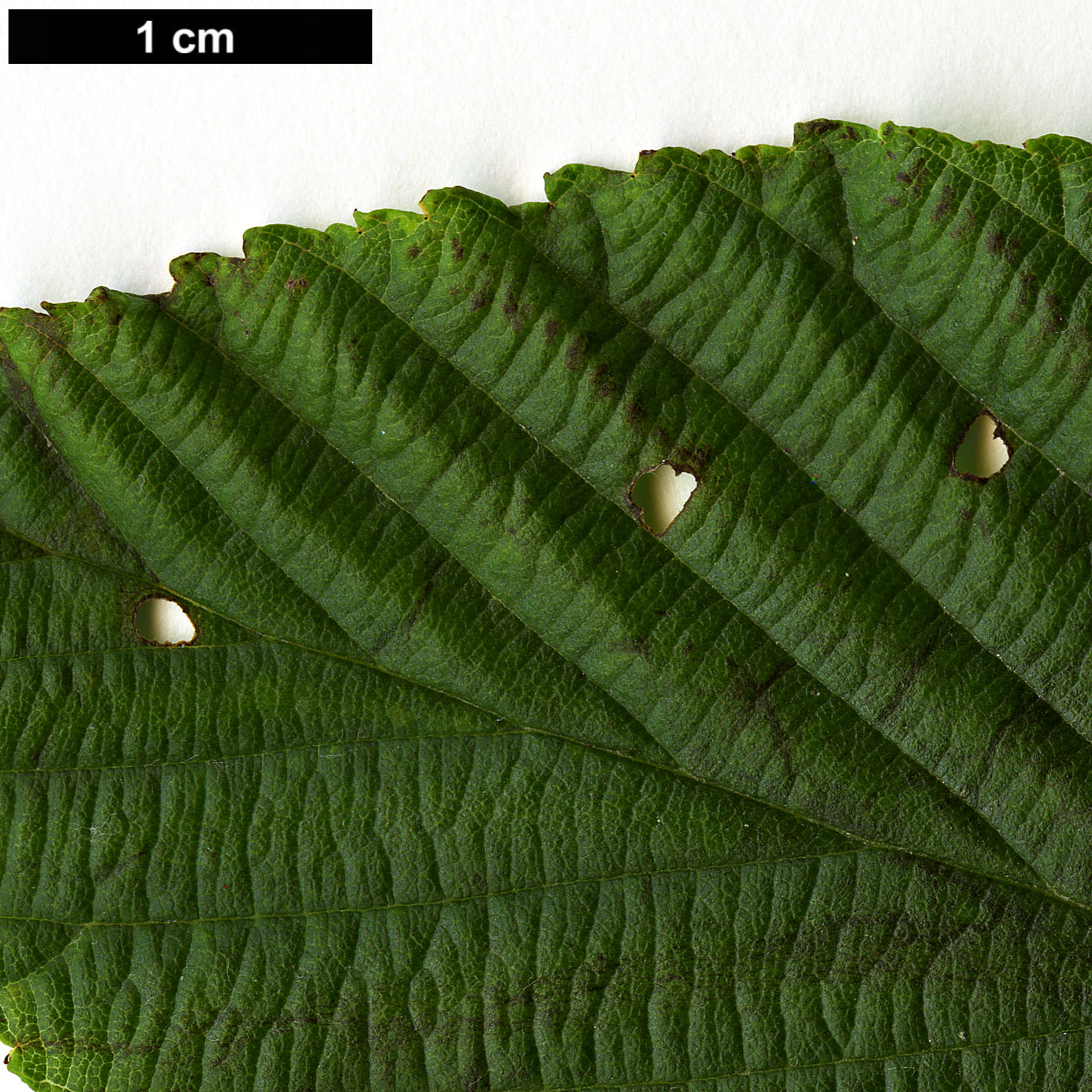 High resolution image: Family: Rosaceae - Genus: Sorbus - Taxon: henryi