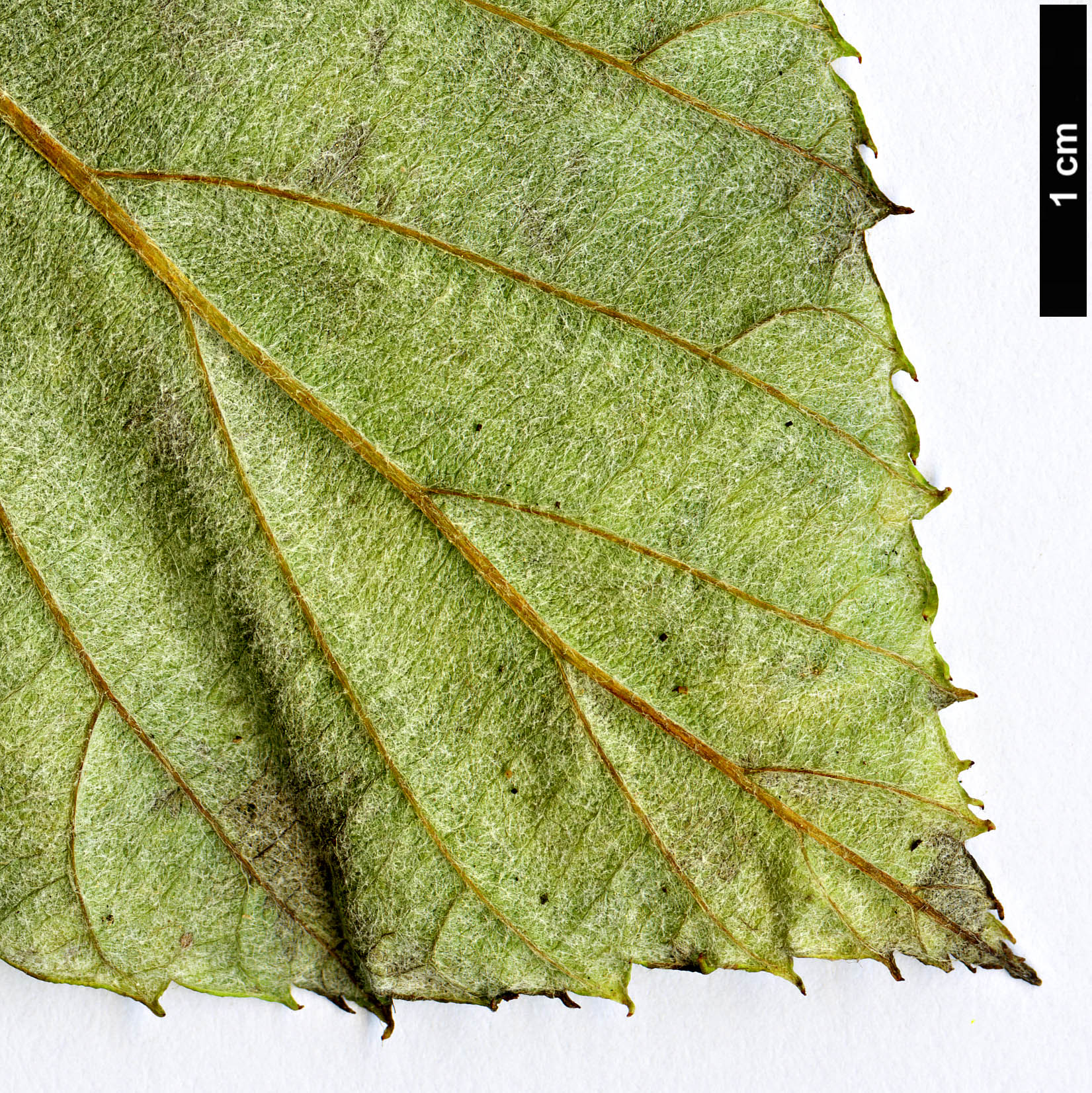 High resolution image: Family: Rosaceae - Genus: Sorbus - Taxon: heseltinei