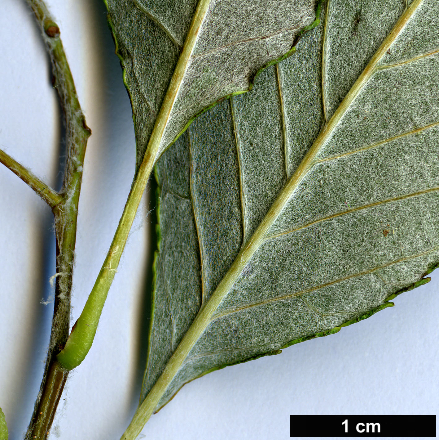 High resolution image: Family: Rosaceae - Genus: Sorbus - Taxon: hunanica