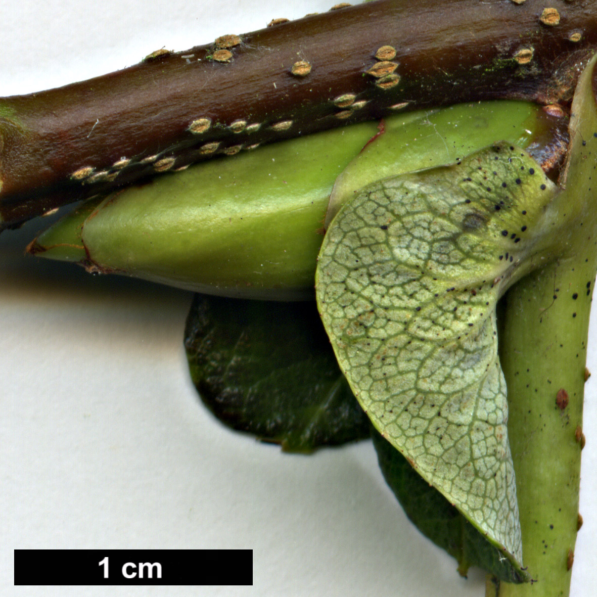 High resolution image: Family: Rosaceae - Genus: Sorbus - Taxon: insignis