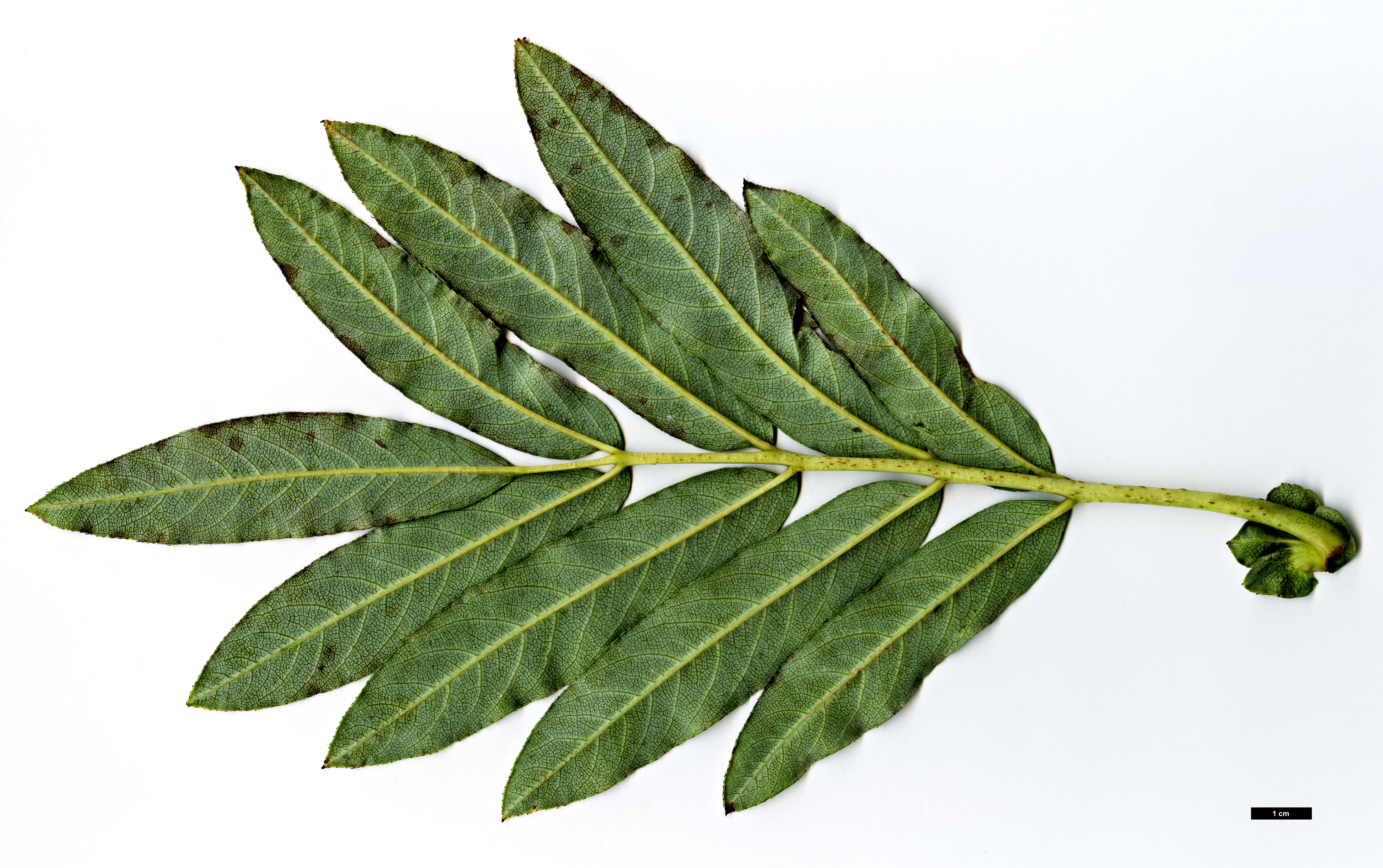 High resolution image: Family: Rosaceae - Genus: Sorbus - Taxon: insignis