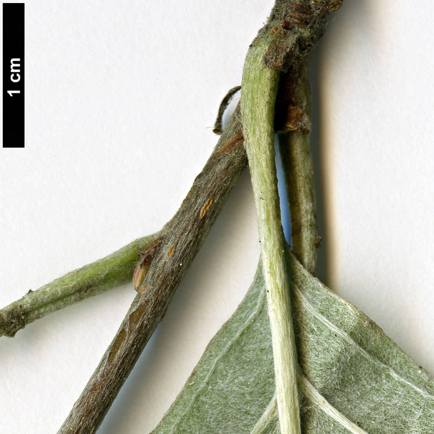 High resolution image: Family: Rosaceae - Genus: Sorbus - Taxon: japonica