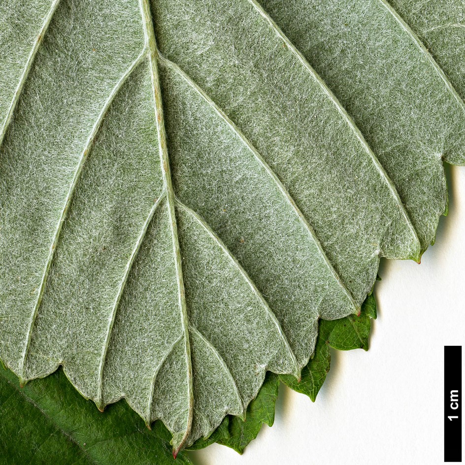 High resolution image: Family: Rosaceae - Genus: Sorbus - Taxon: japonica