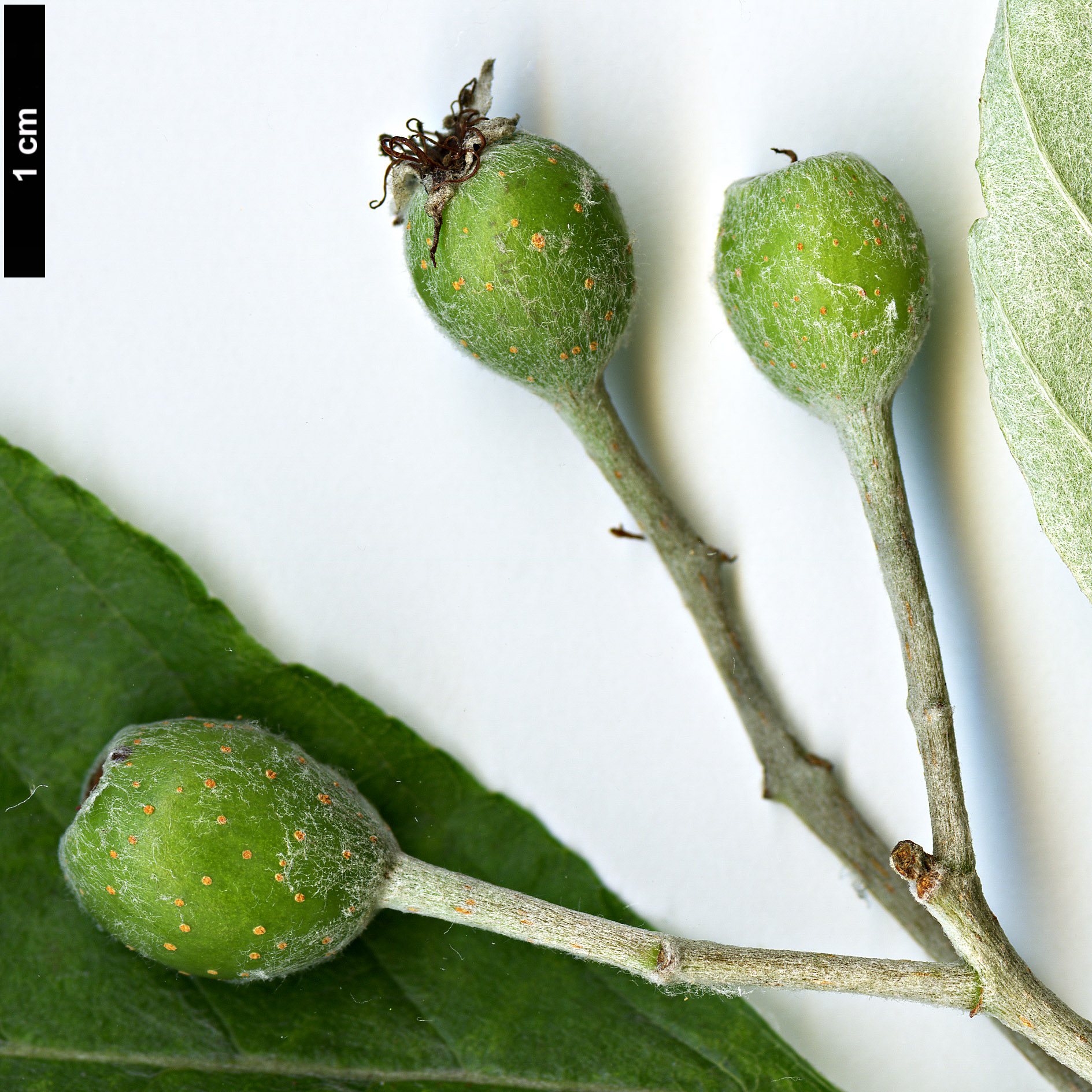 High resolution image: Family: Rosaceae - Genus: Sorbus - Taxon: japonica