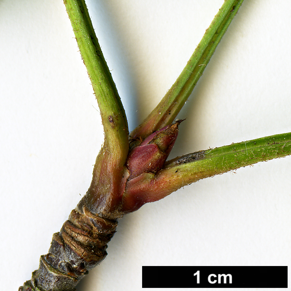 High resolution image: Family: Rosaceae - Genus: Sorbus - Taxon: khumbuensis