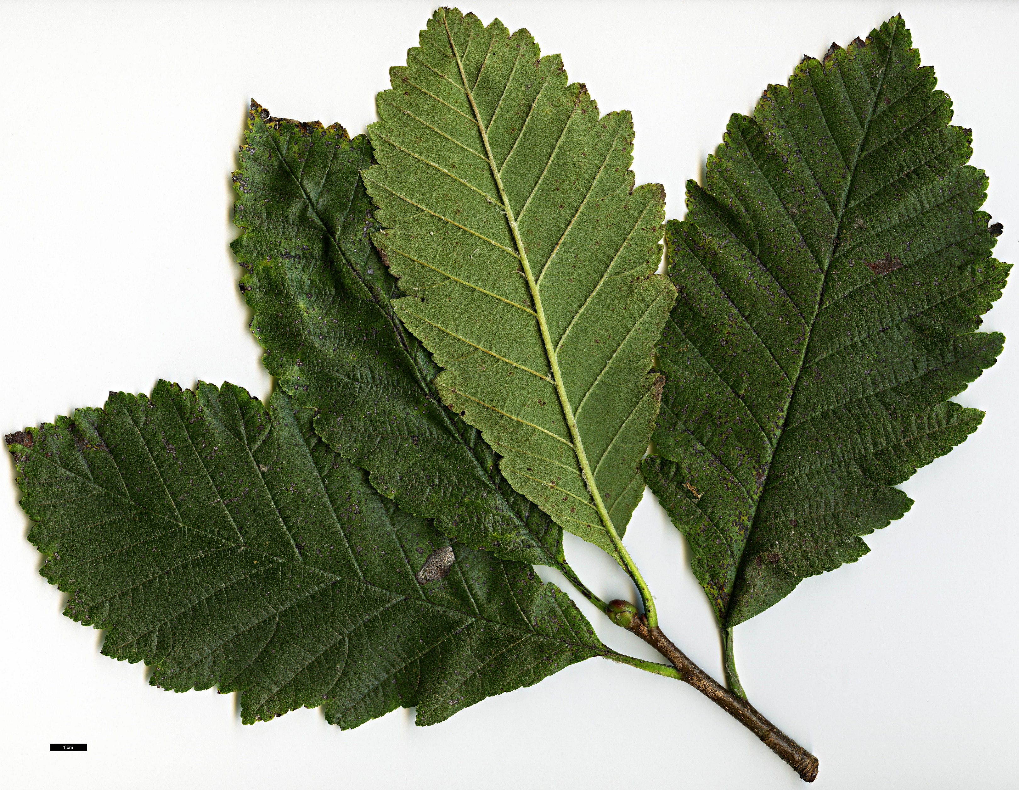 High resolution image: Family: Rosaceae - Genus: Sorbus - Taxon: lanata High resolution image: Family: Rosaceae - Genus: Sorbus - Taxon: lanata