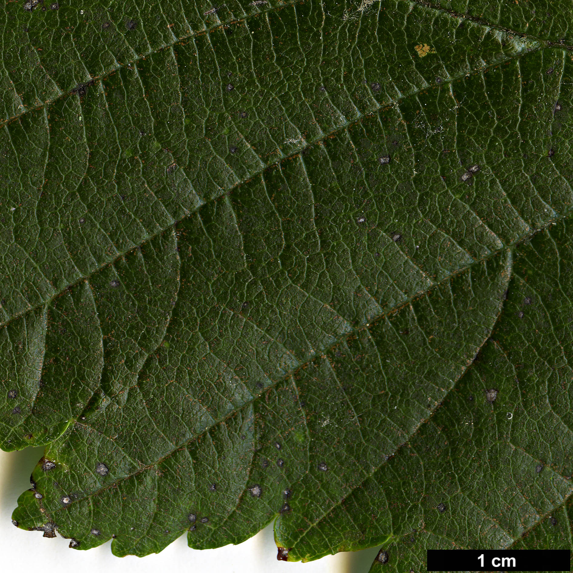 High resolution image: Family: Rosaceae - Genus: Sorbus - Taxon: lanata High resolution image: Family: Rosaceae - Genus: Sorbus - Taxon: lanata
