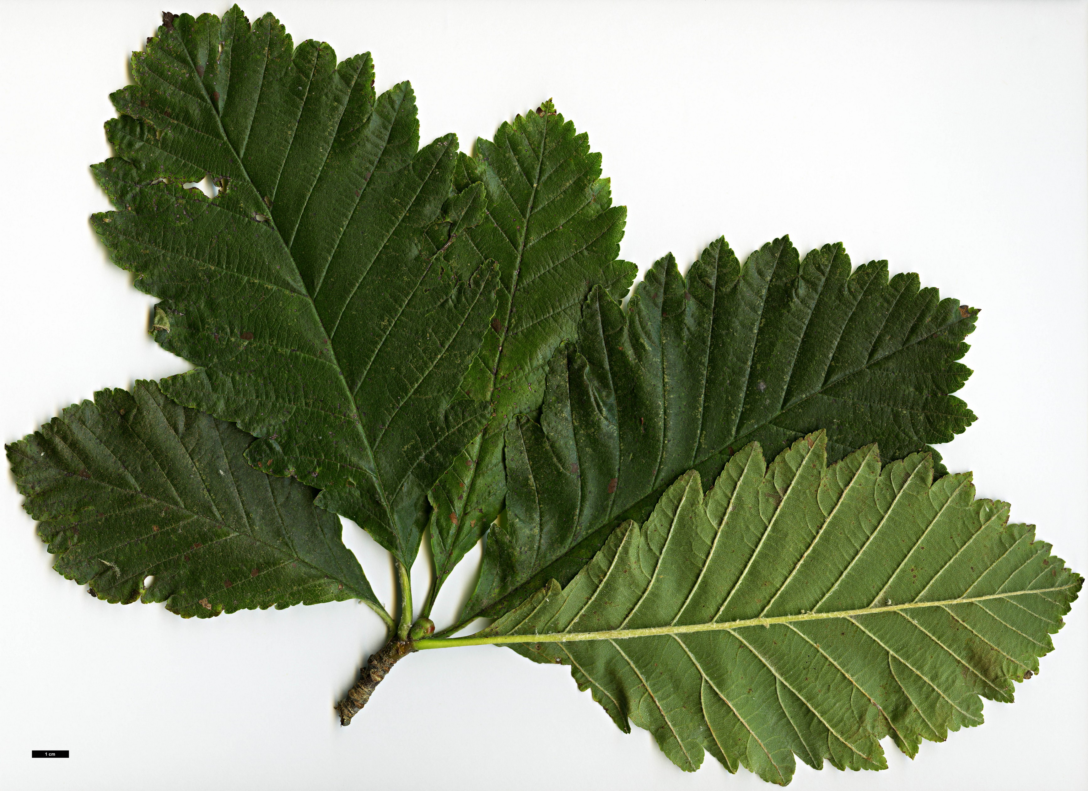 High resolution image: Family: Rosaceae - Genus: Sorbus - Taxon: lanata High resolution image: Family: Rosaceae - Genus: Sorbus - Taxon: lanata
