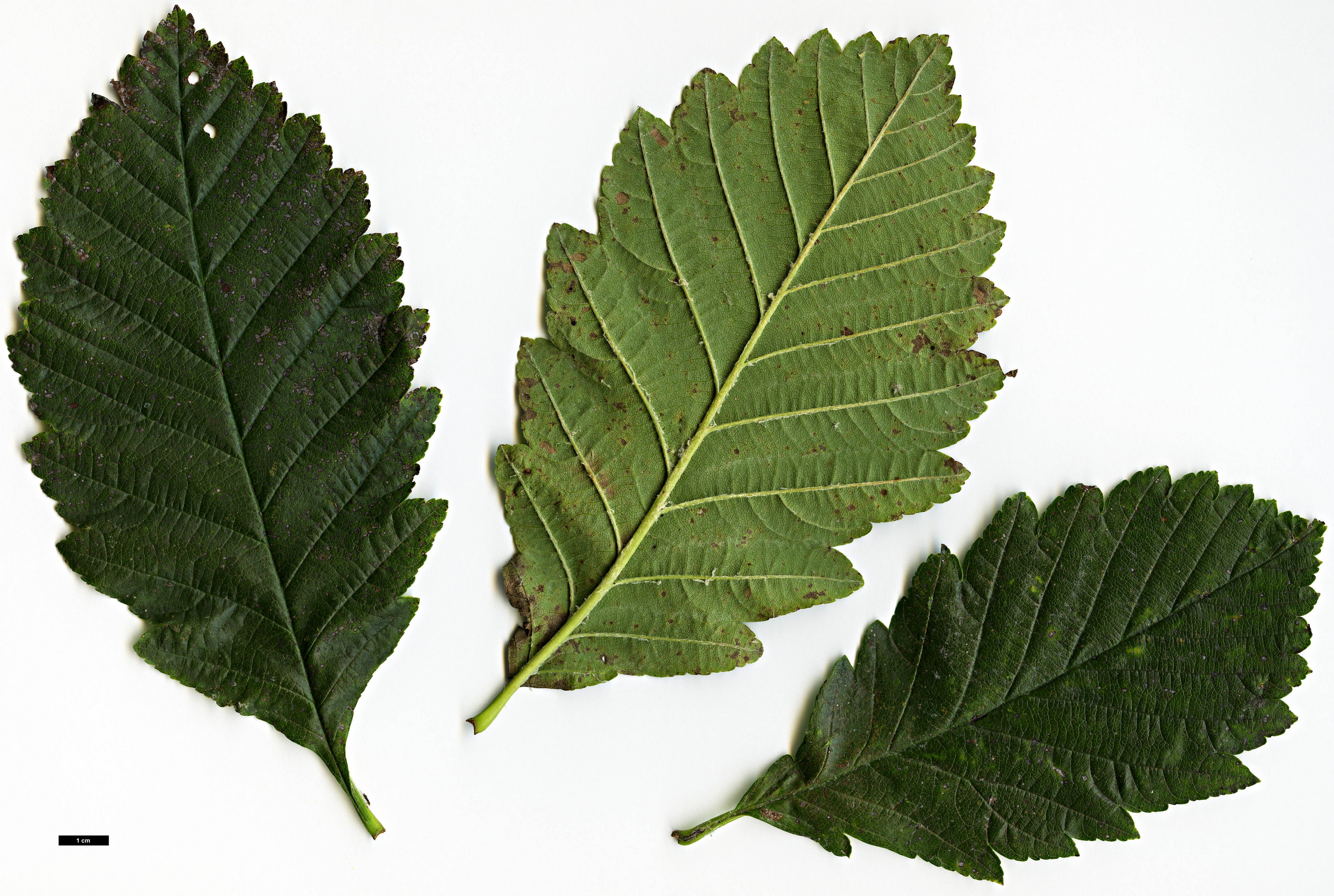 High resolution image: Family: Rosaceae - Genus: Sorbus - Taxon: lanata High resolution image: Family: Rosaceae - Genus: Sorbus - Taxon: lanata