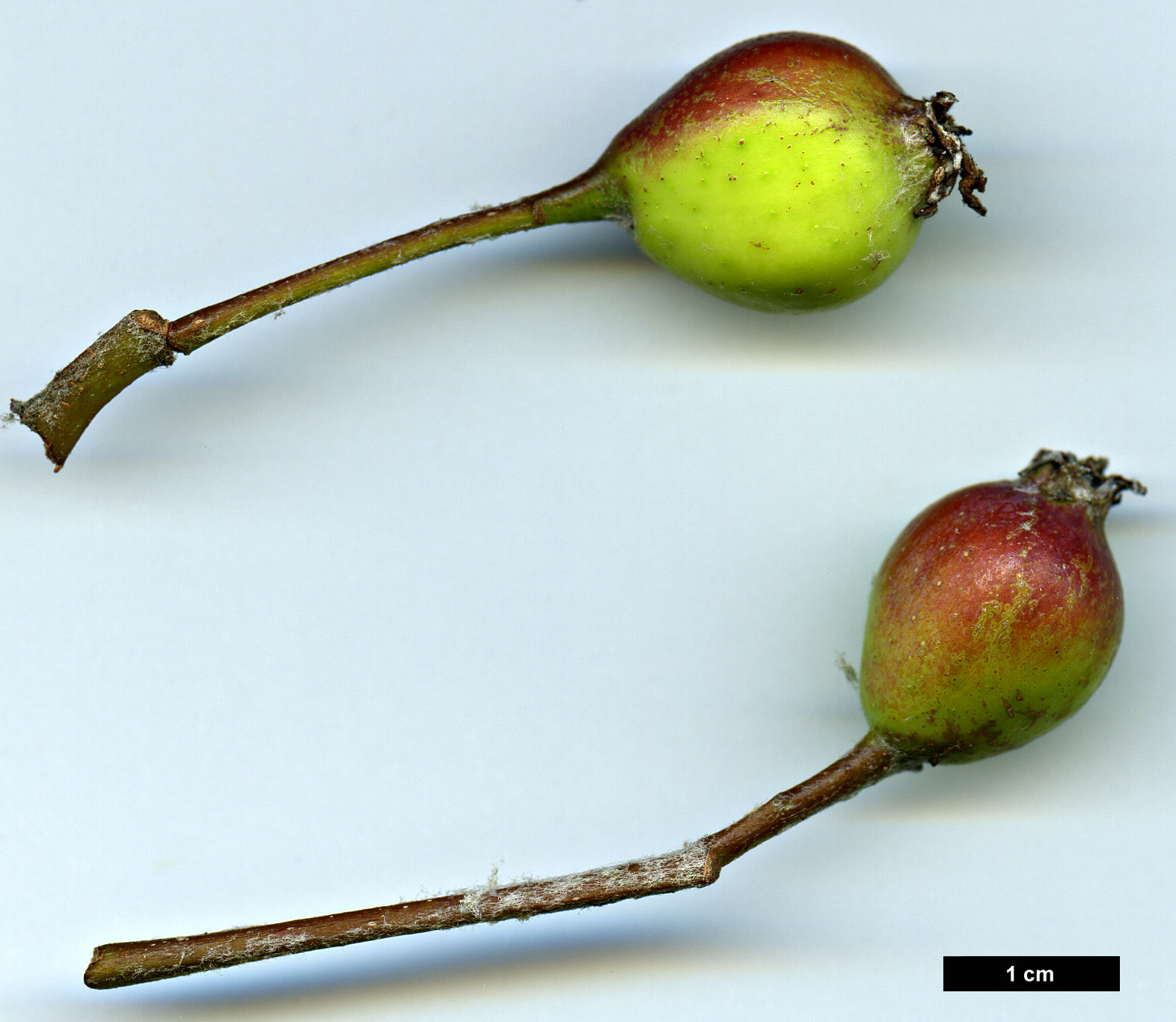 High resolution image: Family: Rosaceae - Genus: Sorbus - Taxon: lanata High resolution image: Family: Rosaceae - Genus: Sorbus - Taxon: lanata