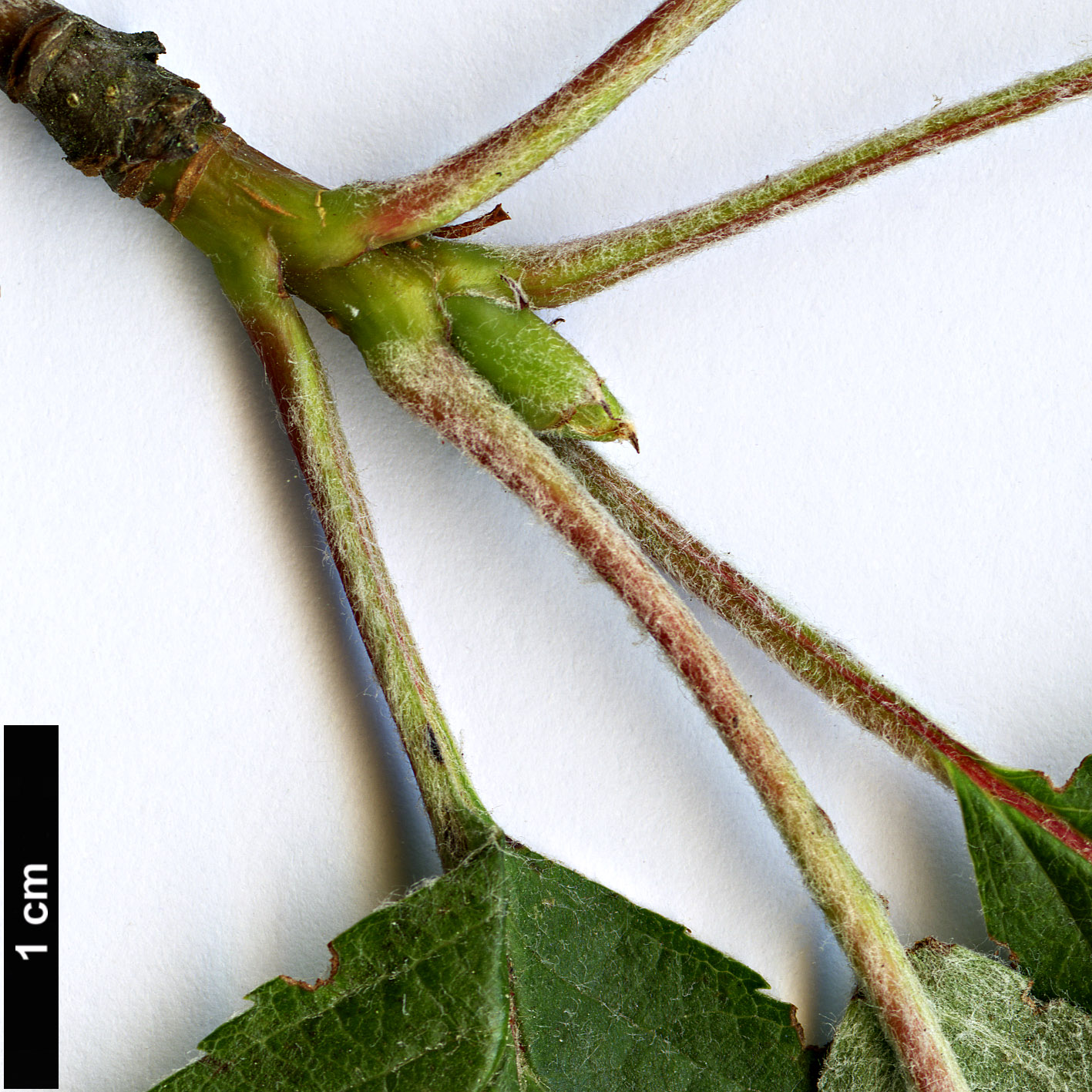 High resolution image: Family: Rosaceae - Genus: Sorbus - Taxon: lancifolia High resolution image: Family: Rosaceae - Genus: Sorbus - Taxon: lancifolia