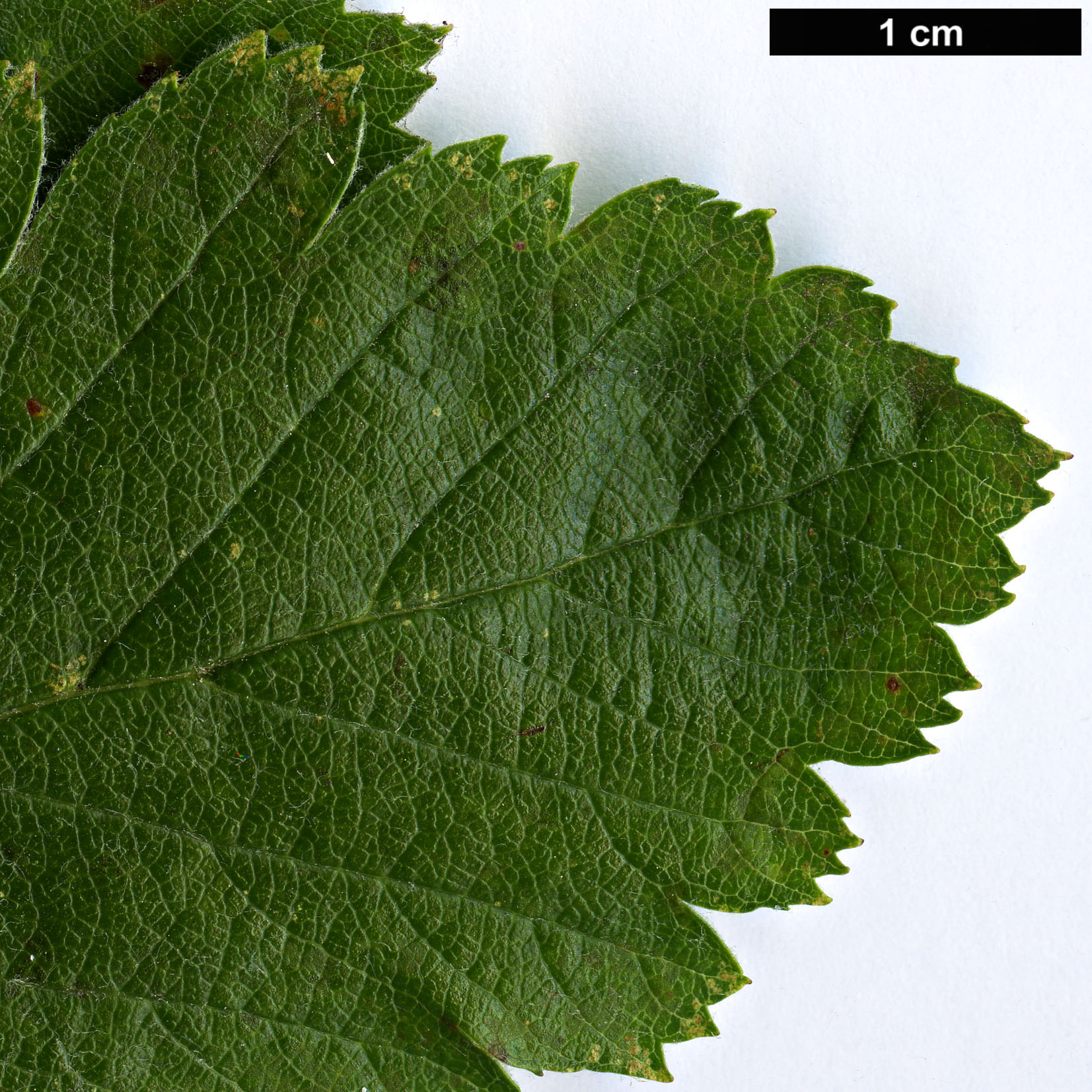 High resolution image: Family: Rosaceae - Genus: Sorbus - Taxon: lancifolia