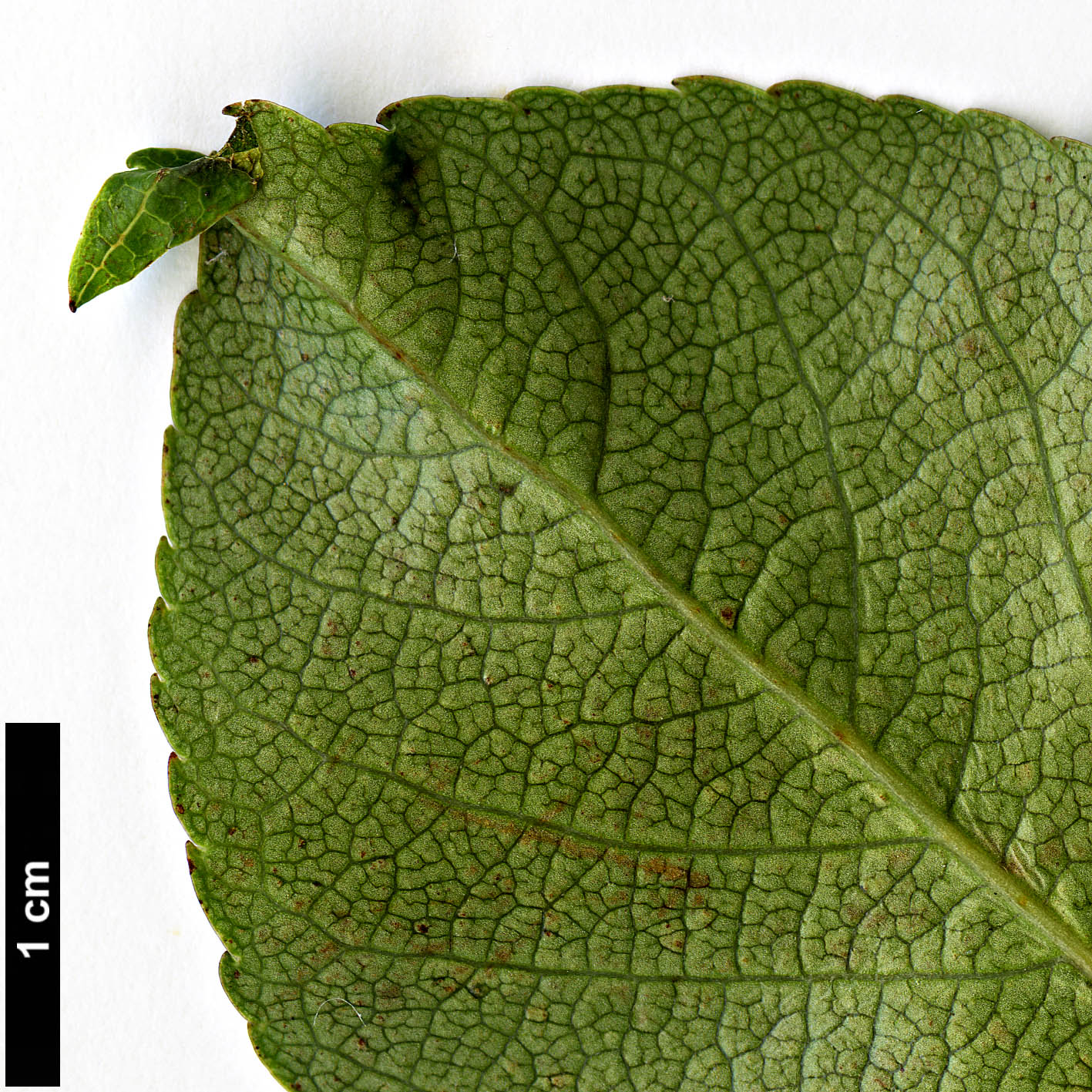 High resolution image: Family: Rosaceae - Genus: Sorbus - Taxon: ligustrifolia High resolution image: Family: Rosaceae - Genus: Sorbus - Taxon: ligustrifolia