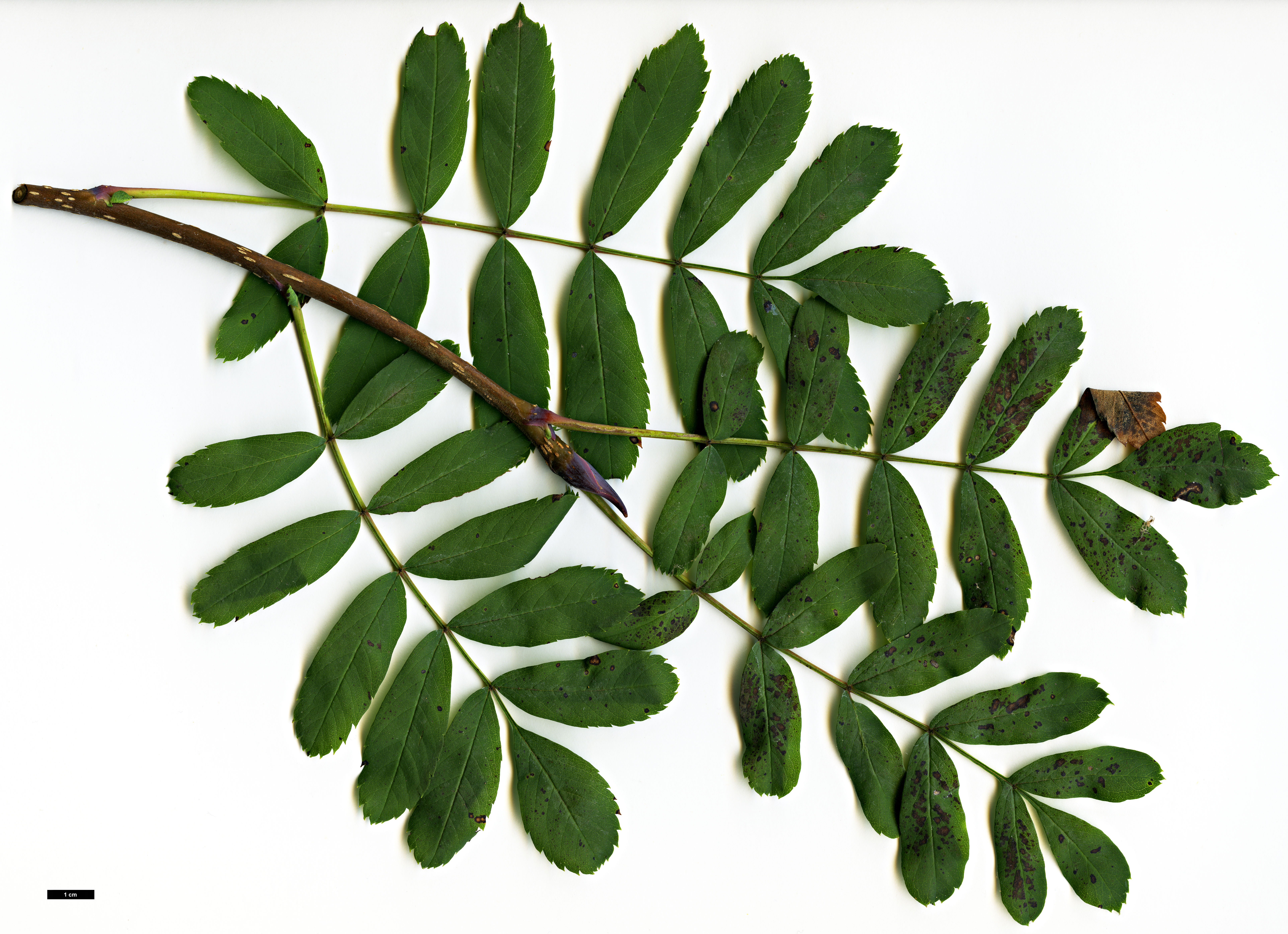 High resolution image: Family: Rosaceae - Genus: Sorbus - Taxon: matsumurana High resolution image: Family: Rosaceae - Genus: Sorbus - Taxon: matsumurana